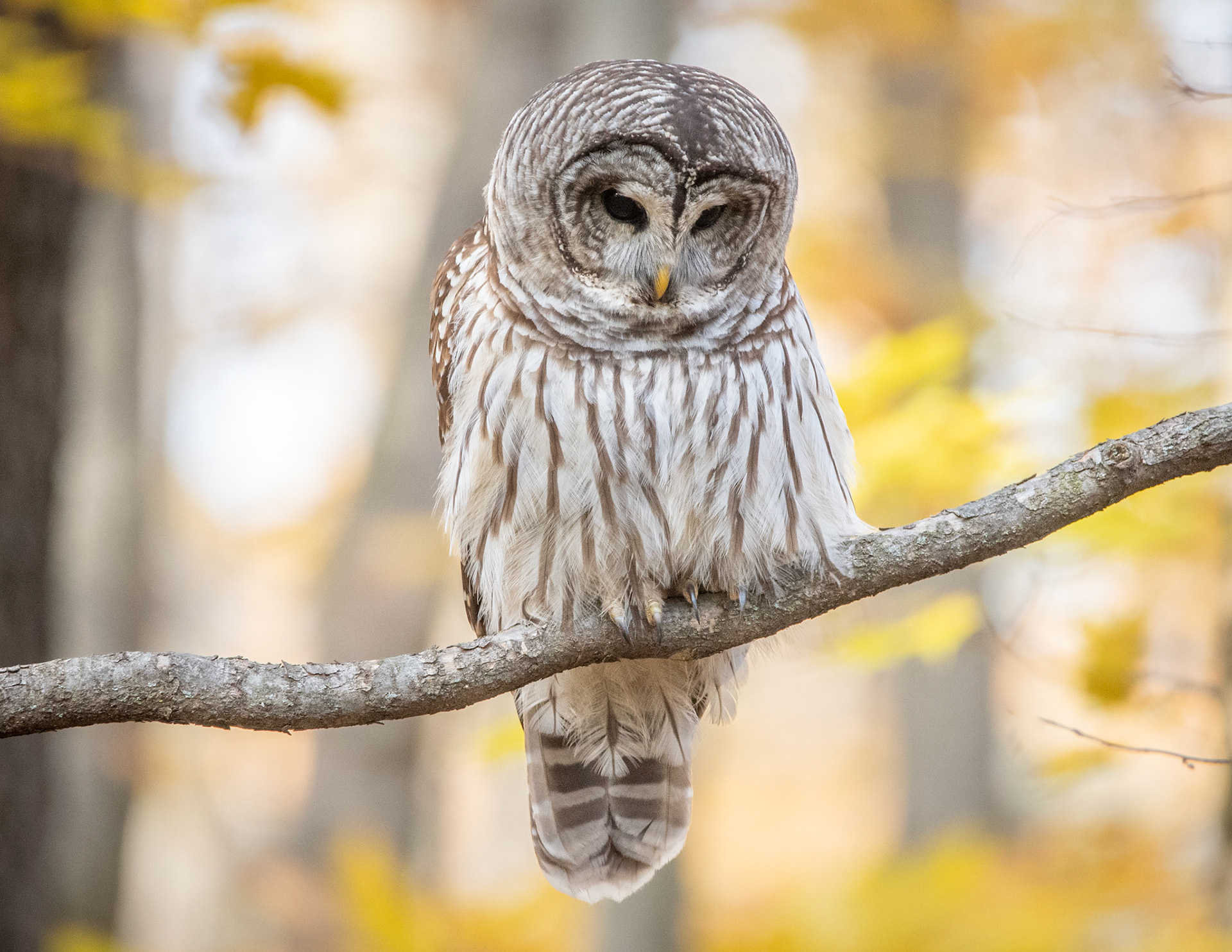 Barred Owl