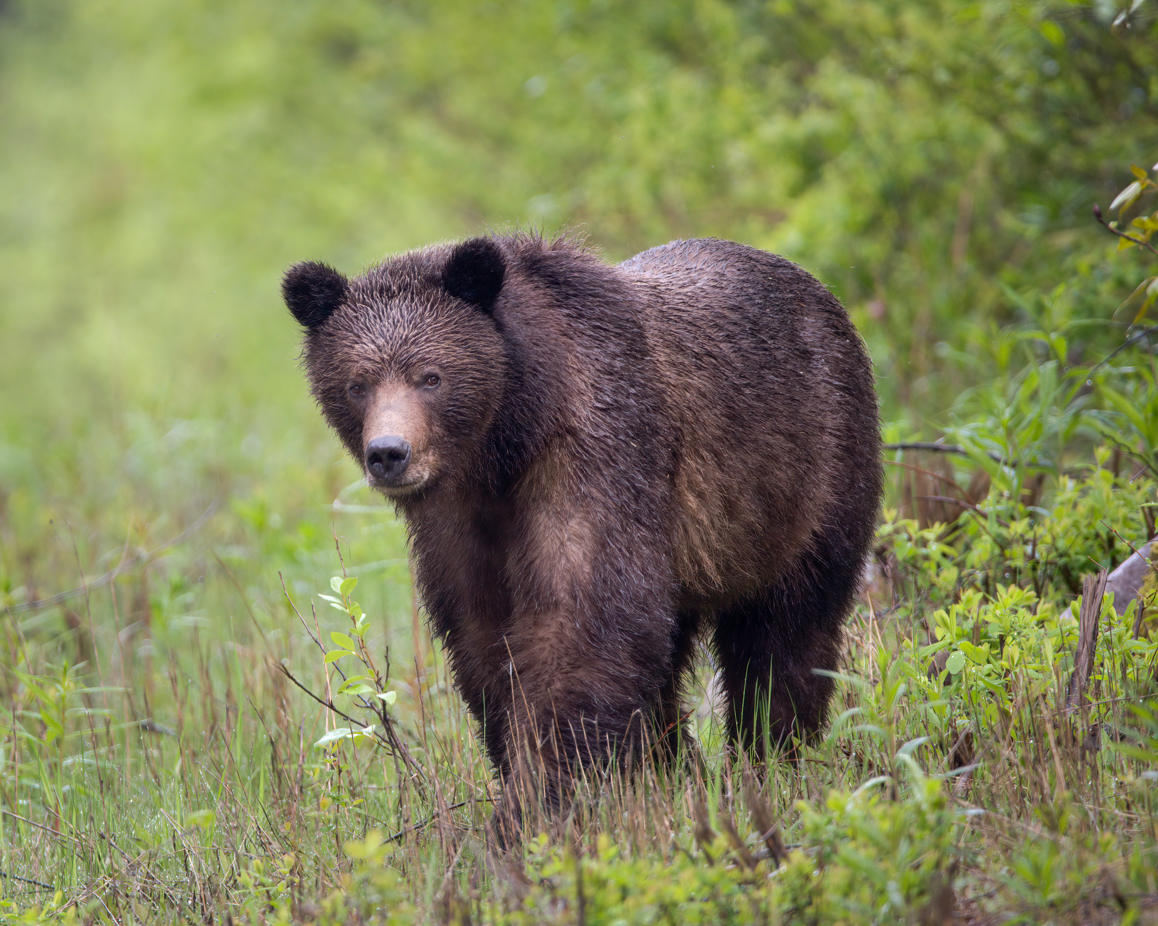 Grizzly Bear