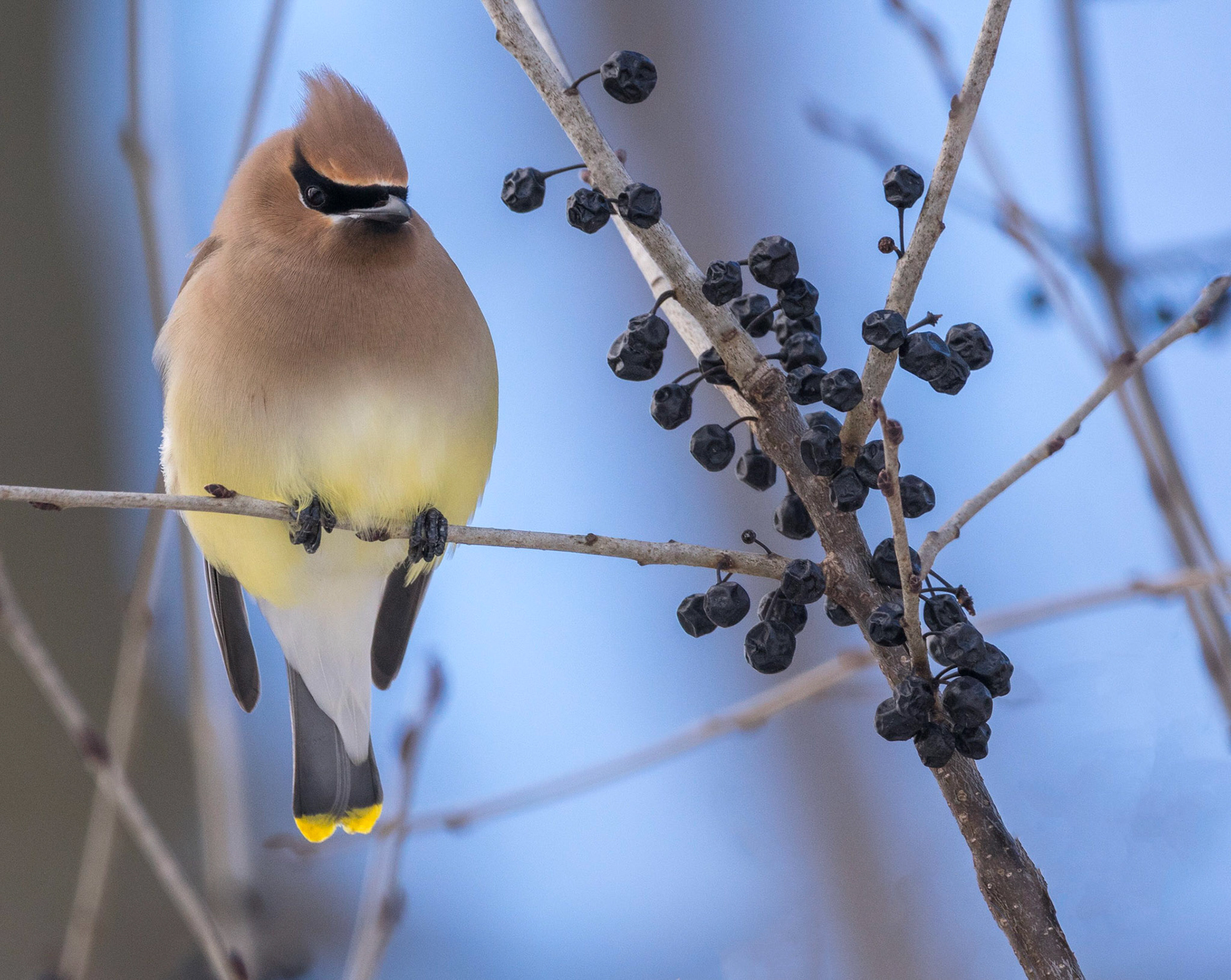 Cedar Waxwing