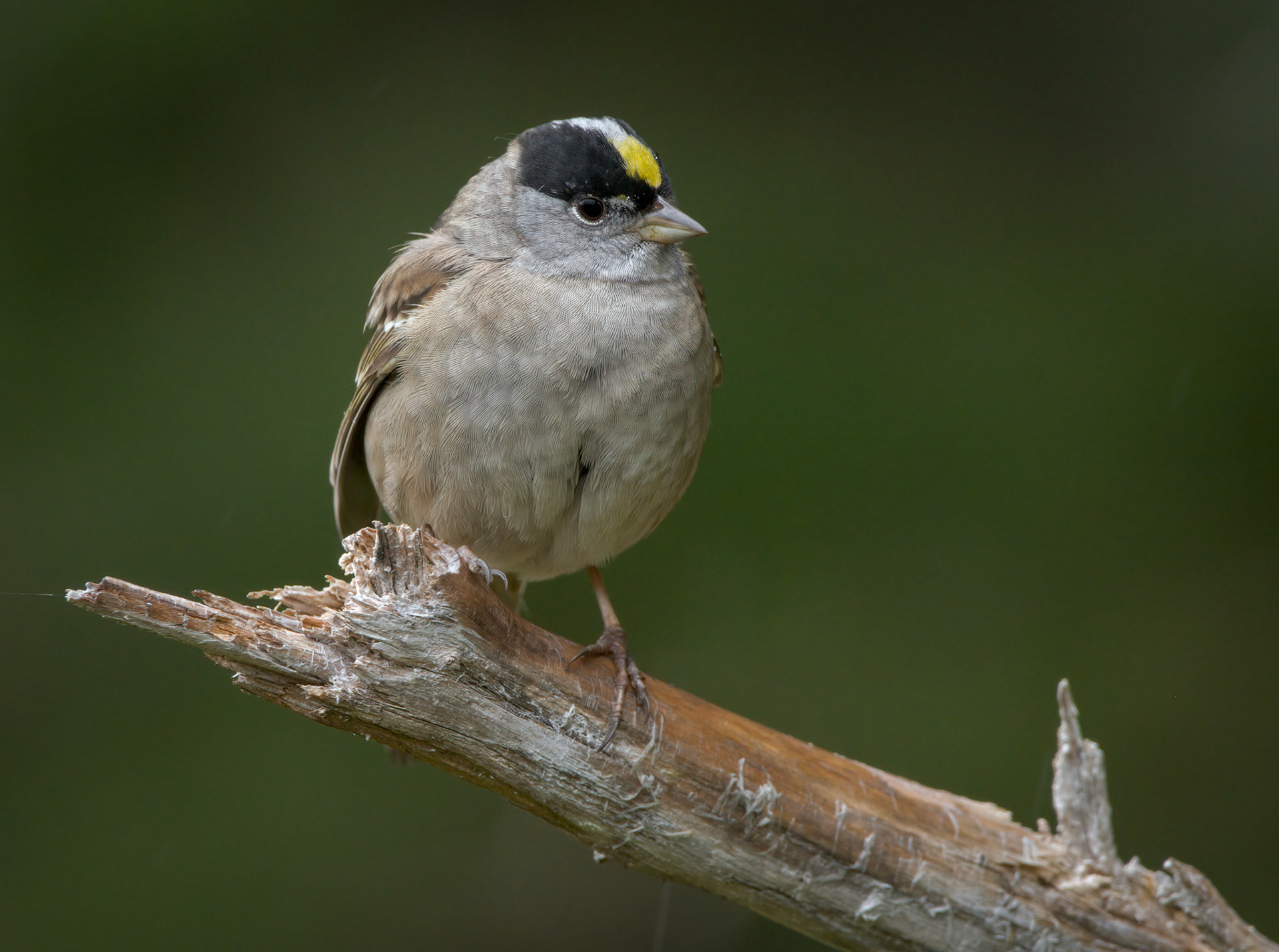 Golden-Crowned Sparrow