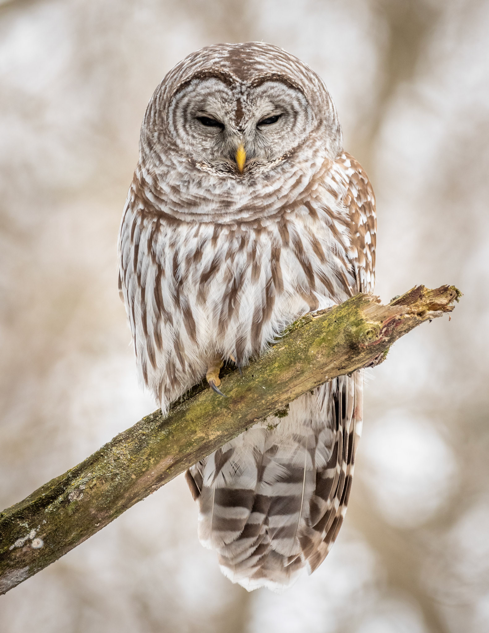Barred Owl