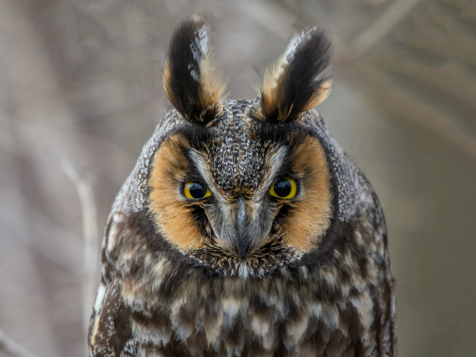 Long Eared Owl