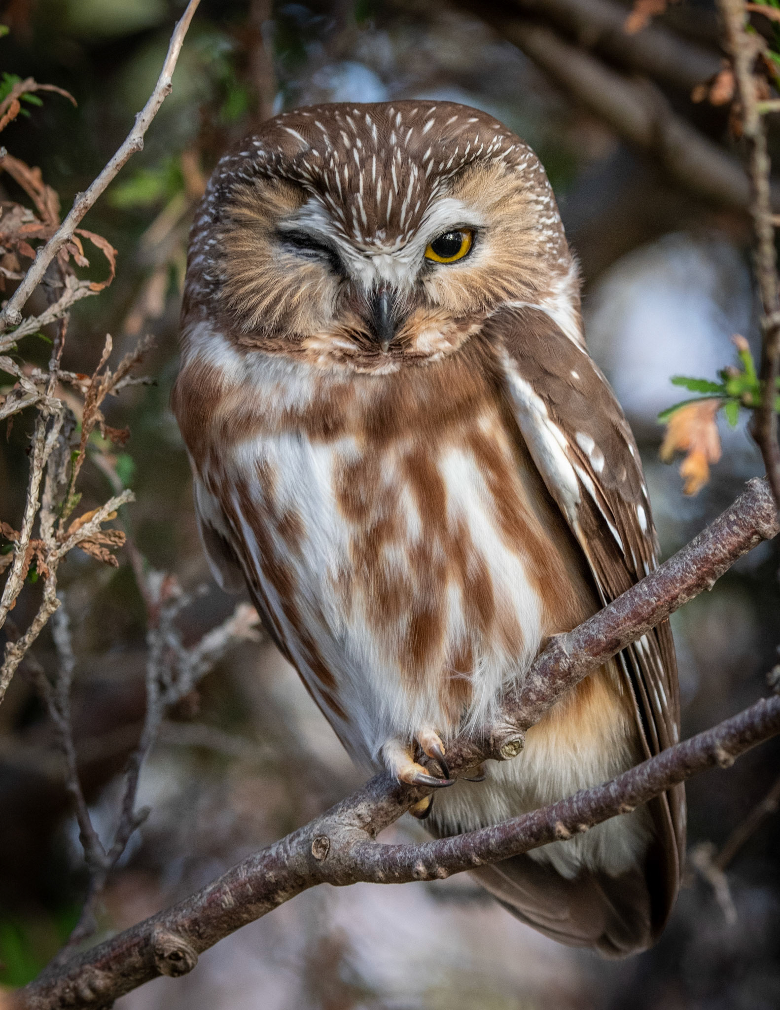 Northern Saw-Whet Owl
