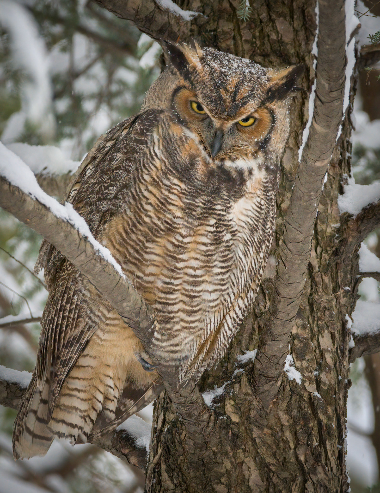 Great Horned Owl