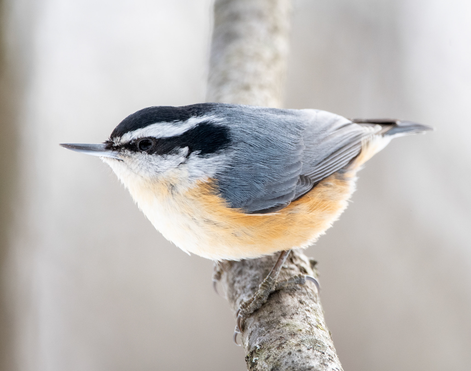 Red-Breasted Nuthatch