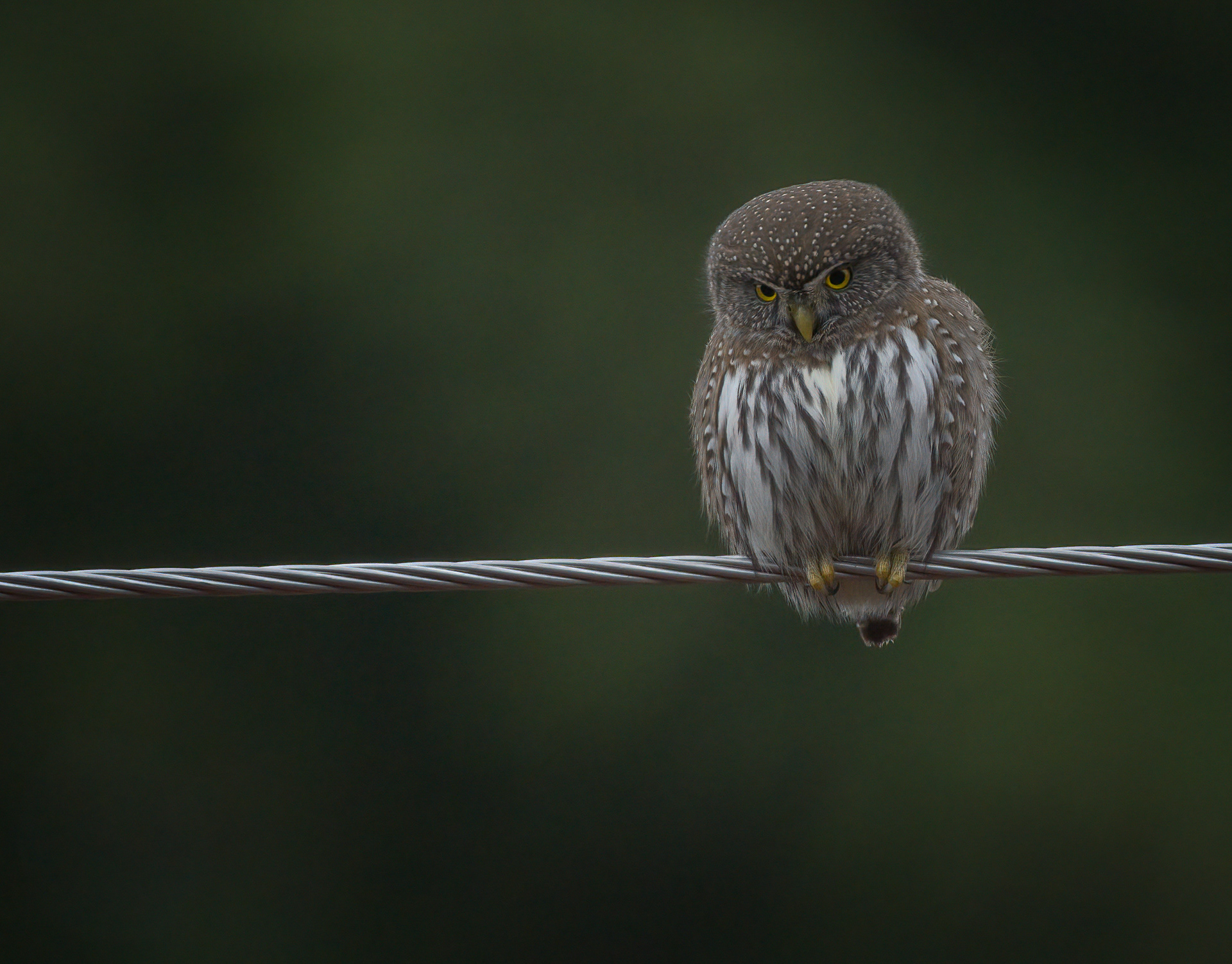 Northern Pygmy-Owl