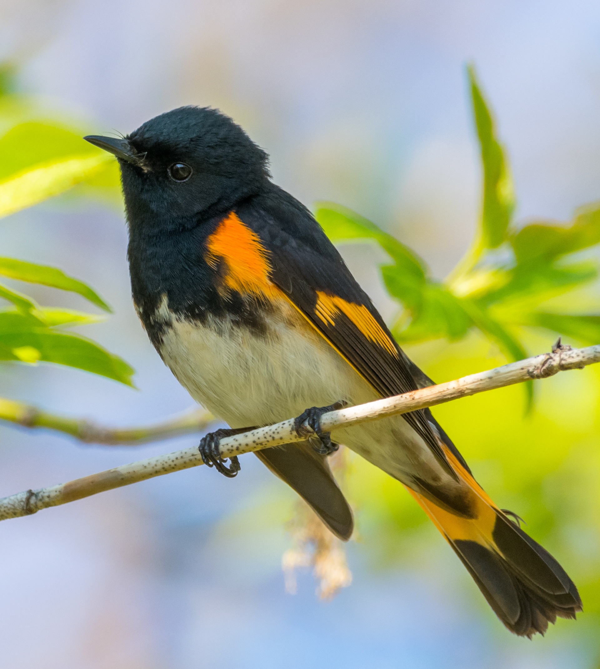 American Redstart