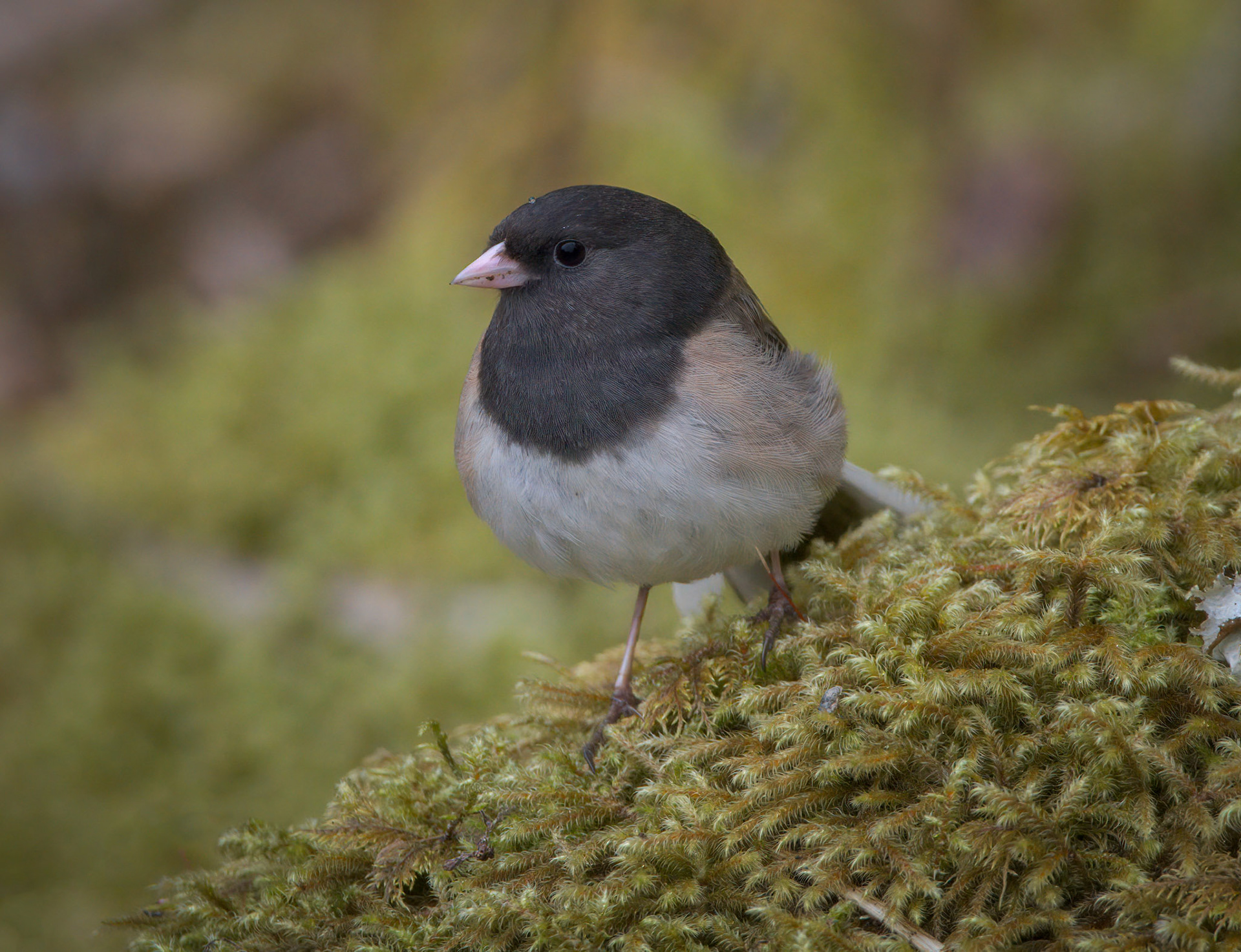 Dark-eyed Junco