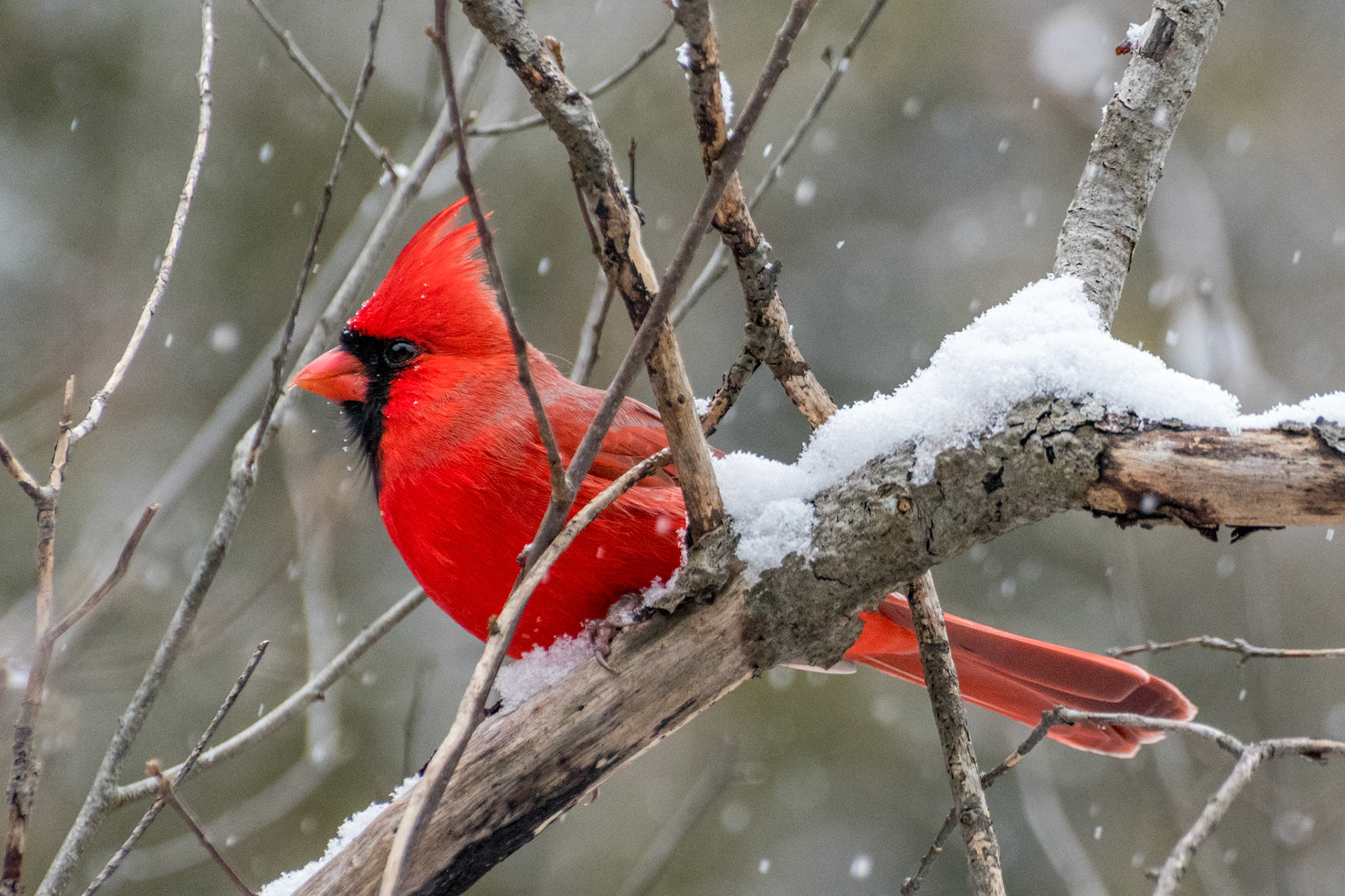 Northern Cardinal
