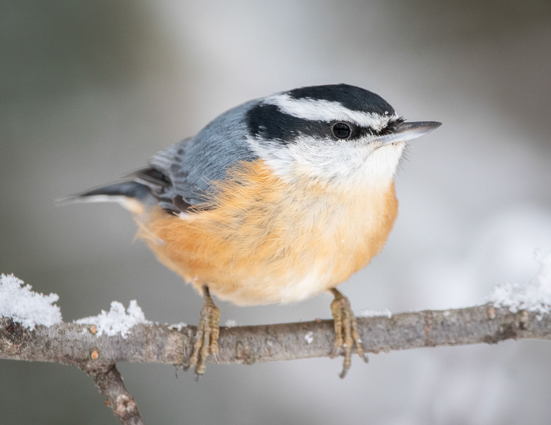 Red-Breasted Nuthatch
