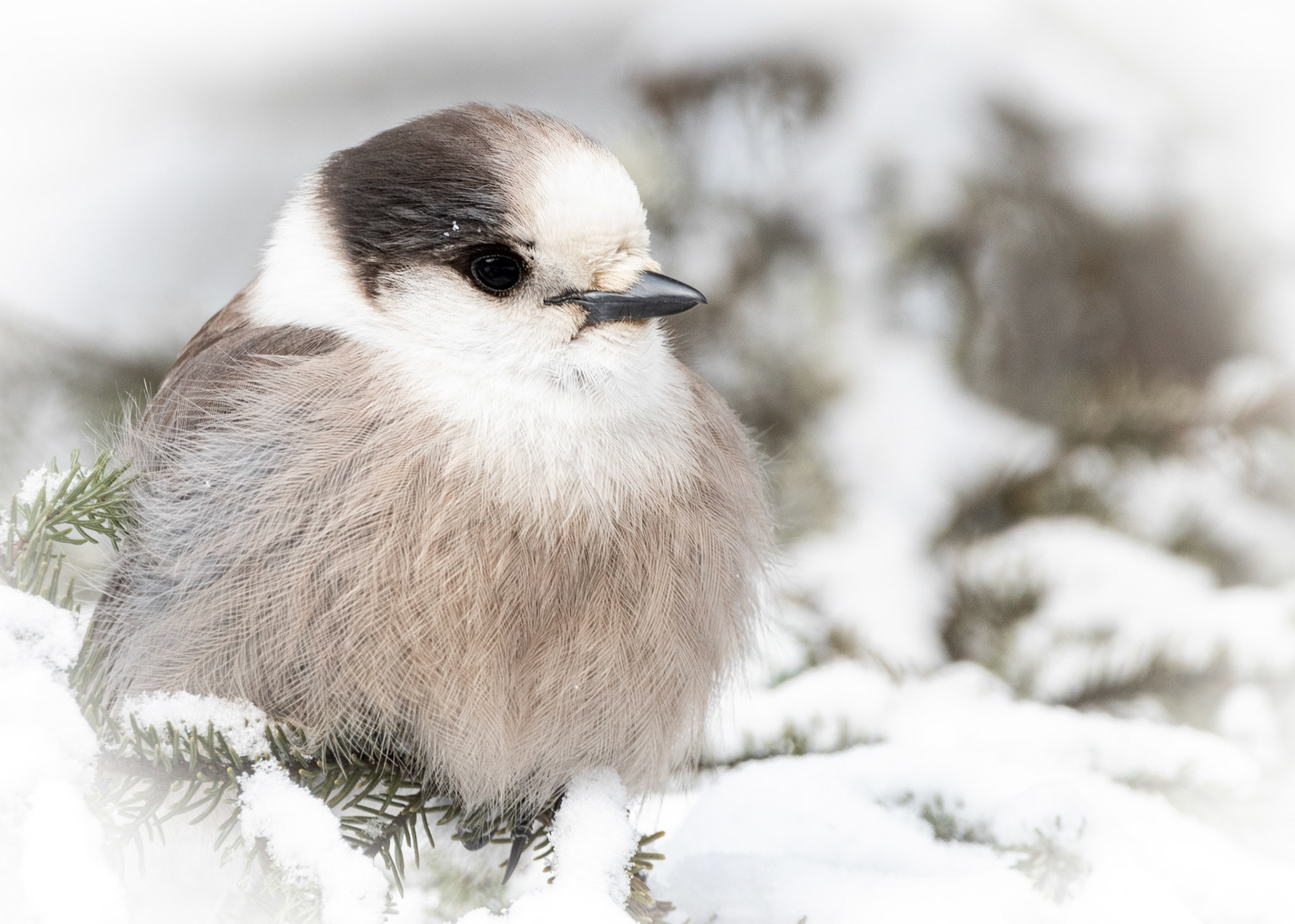 Canada Jay