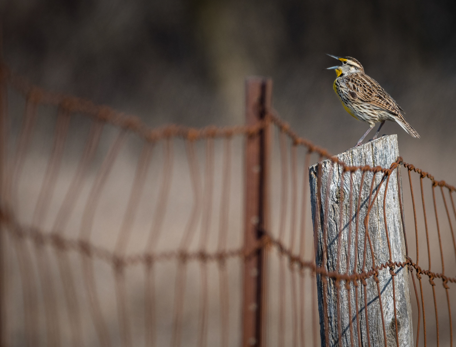 Eastern Meadowlark