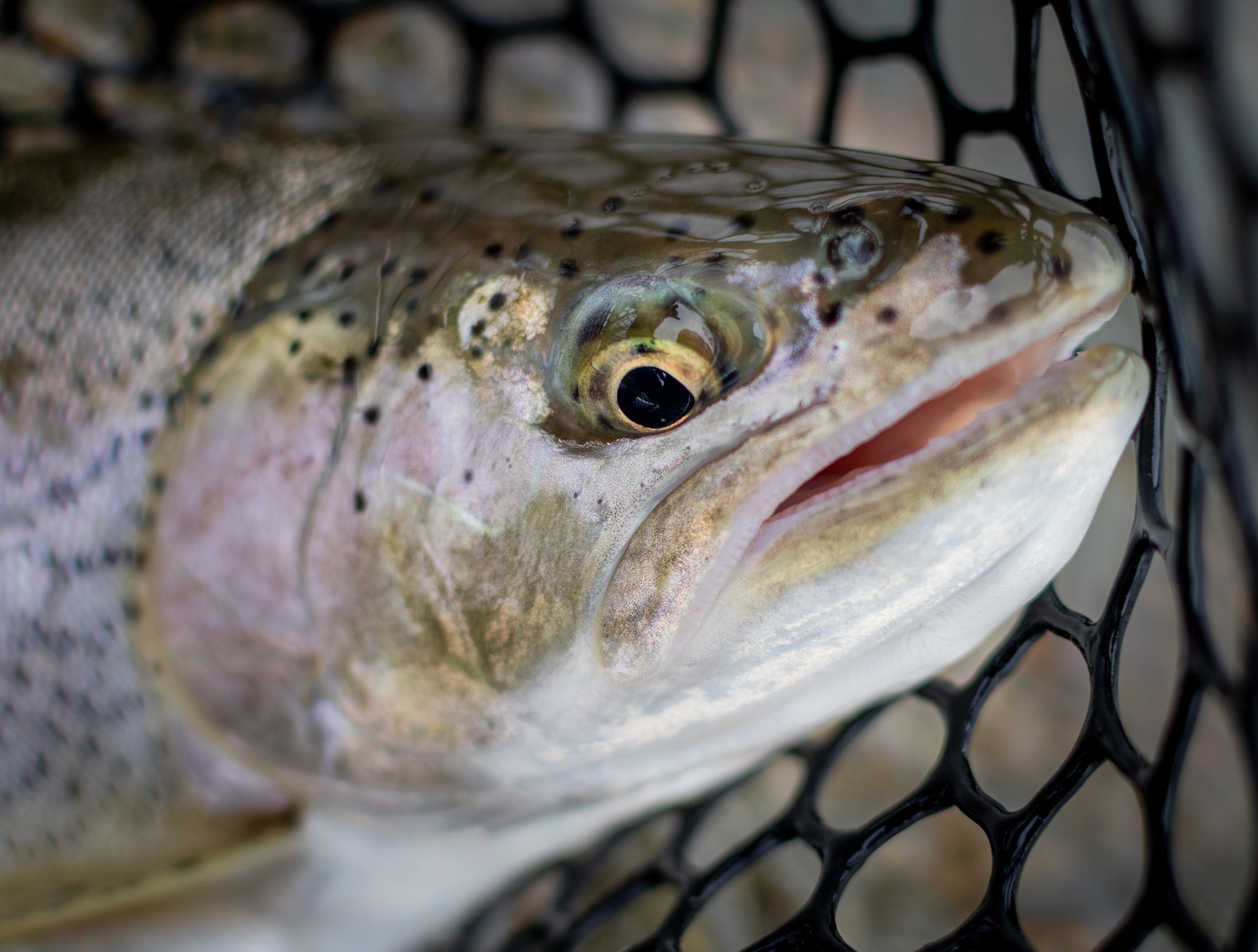 Sea-Run Cutthroat Trout