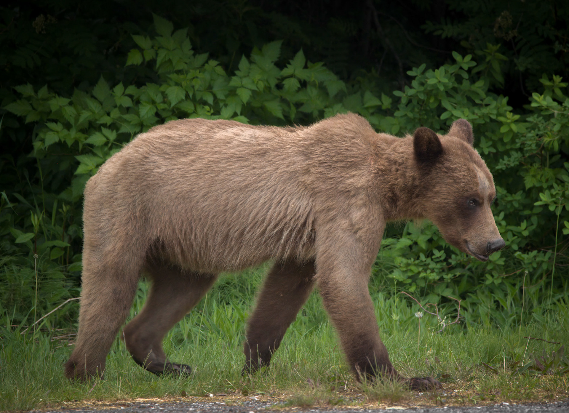Grizzly Bear