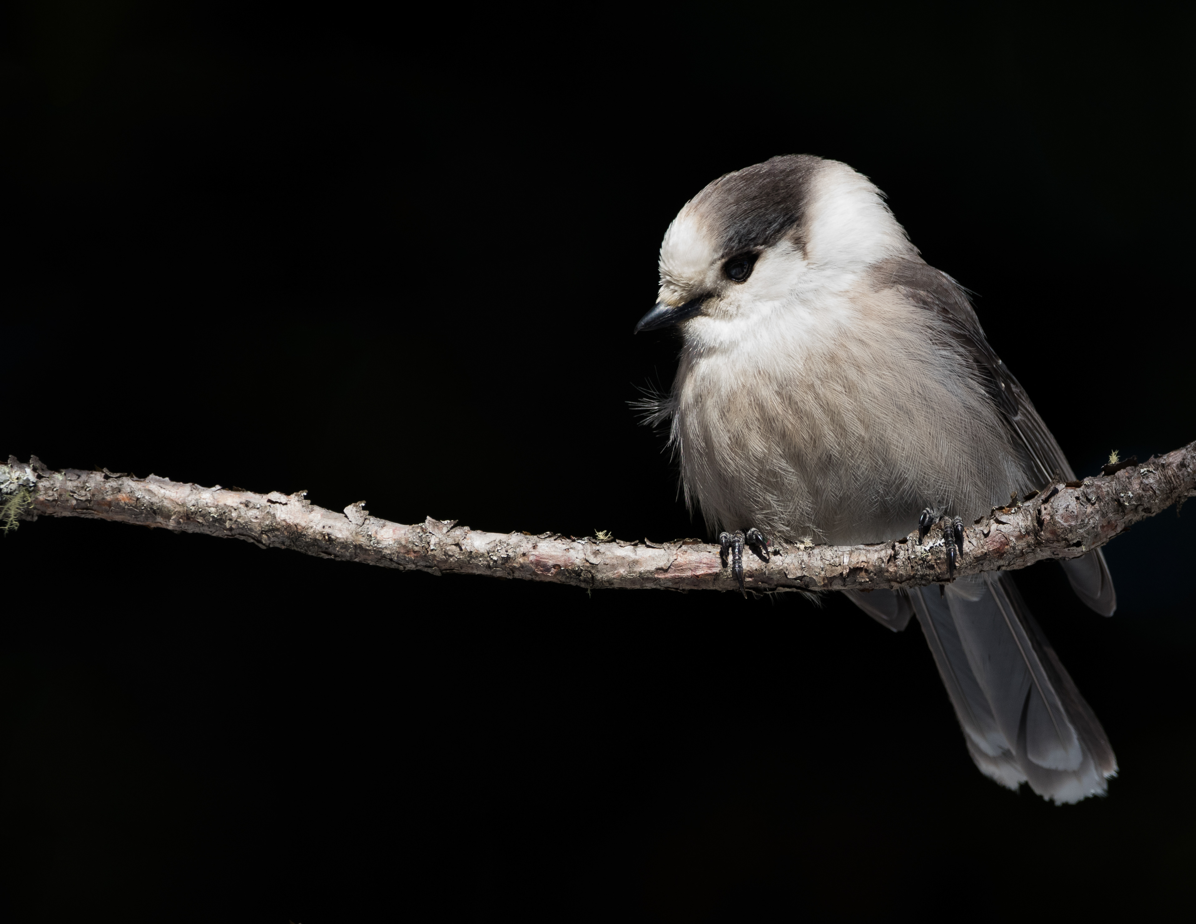 Canada Jay (Gray Jay)