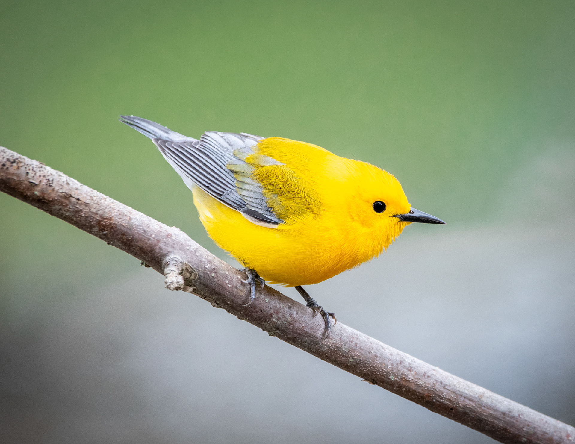 Prothonotary Warbler