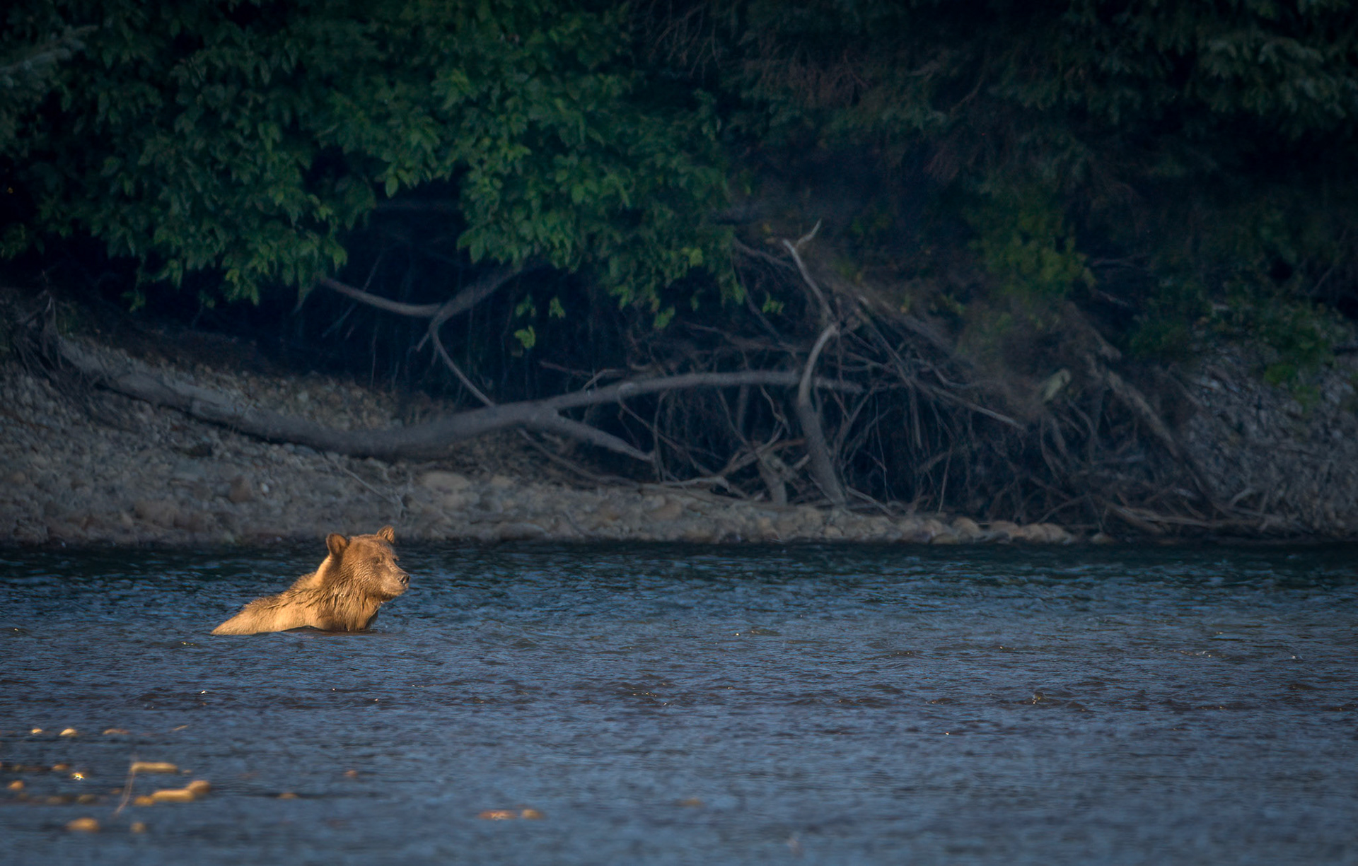Grizzly Bear