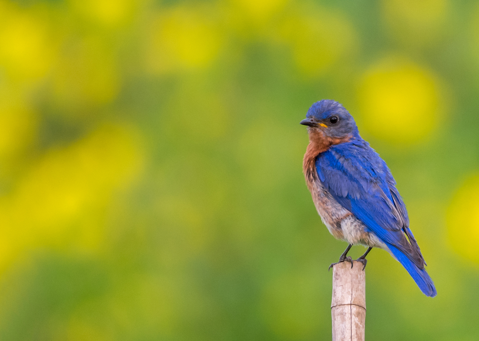 Eastern Bluebird