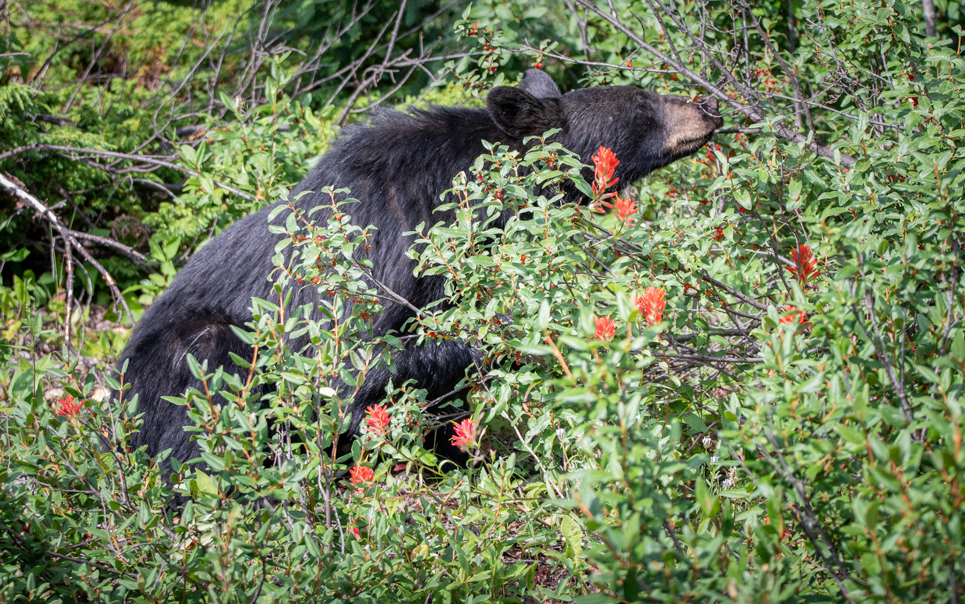 Black Bear