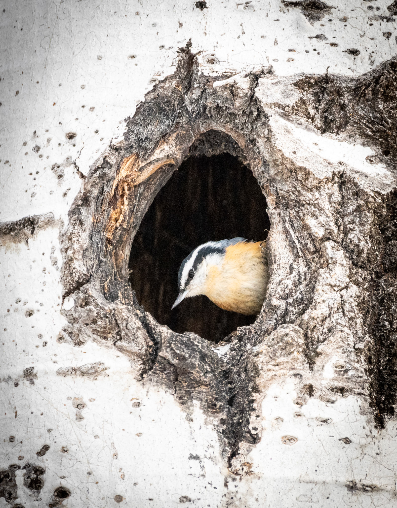 Red-Breasted Nuthatch