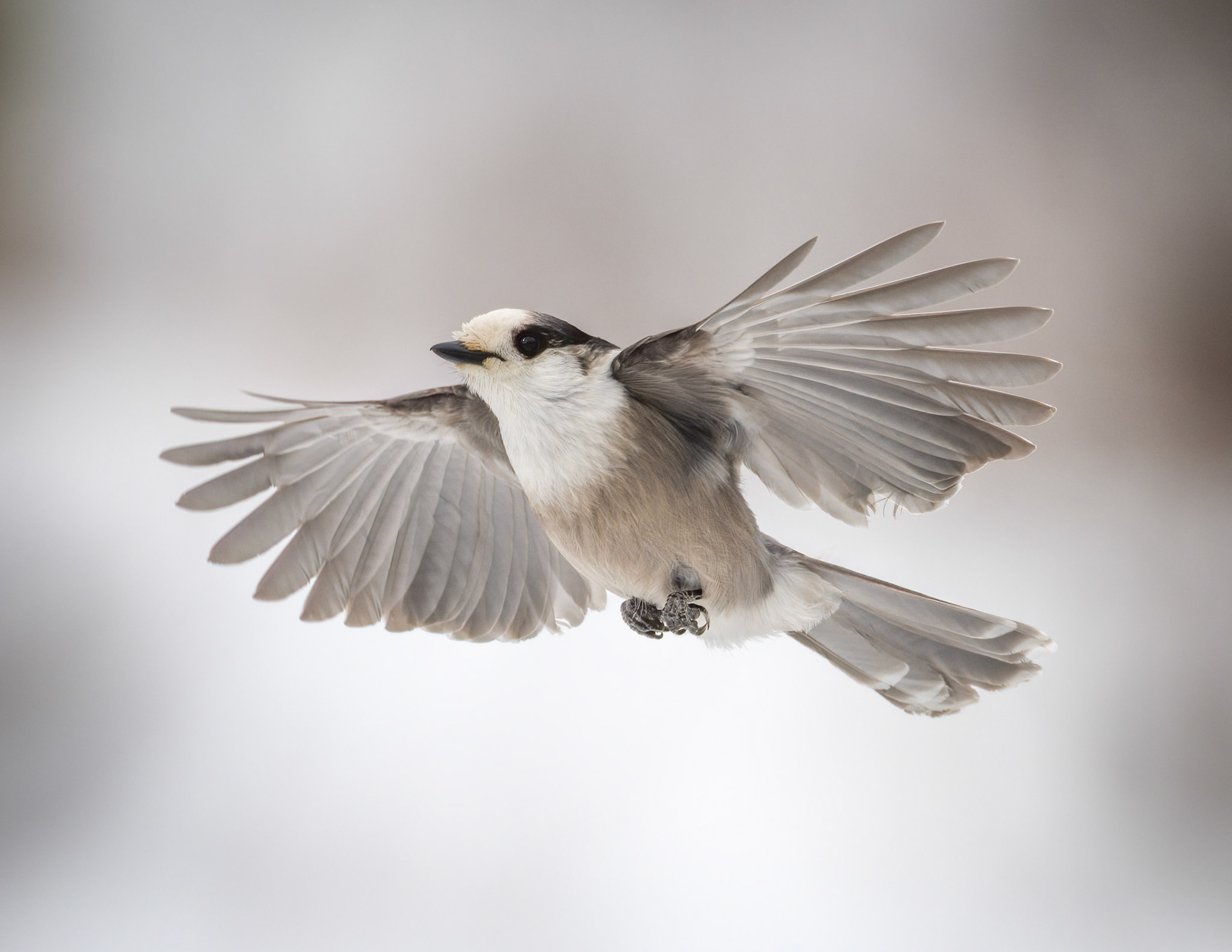 Canada Jay