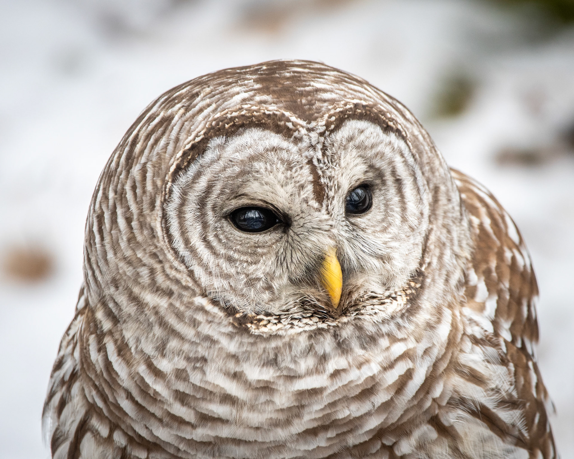 Barred Owl
