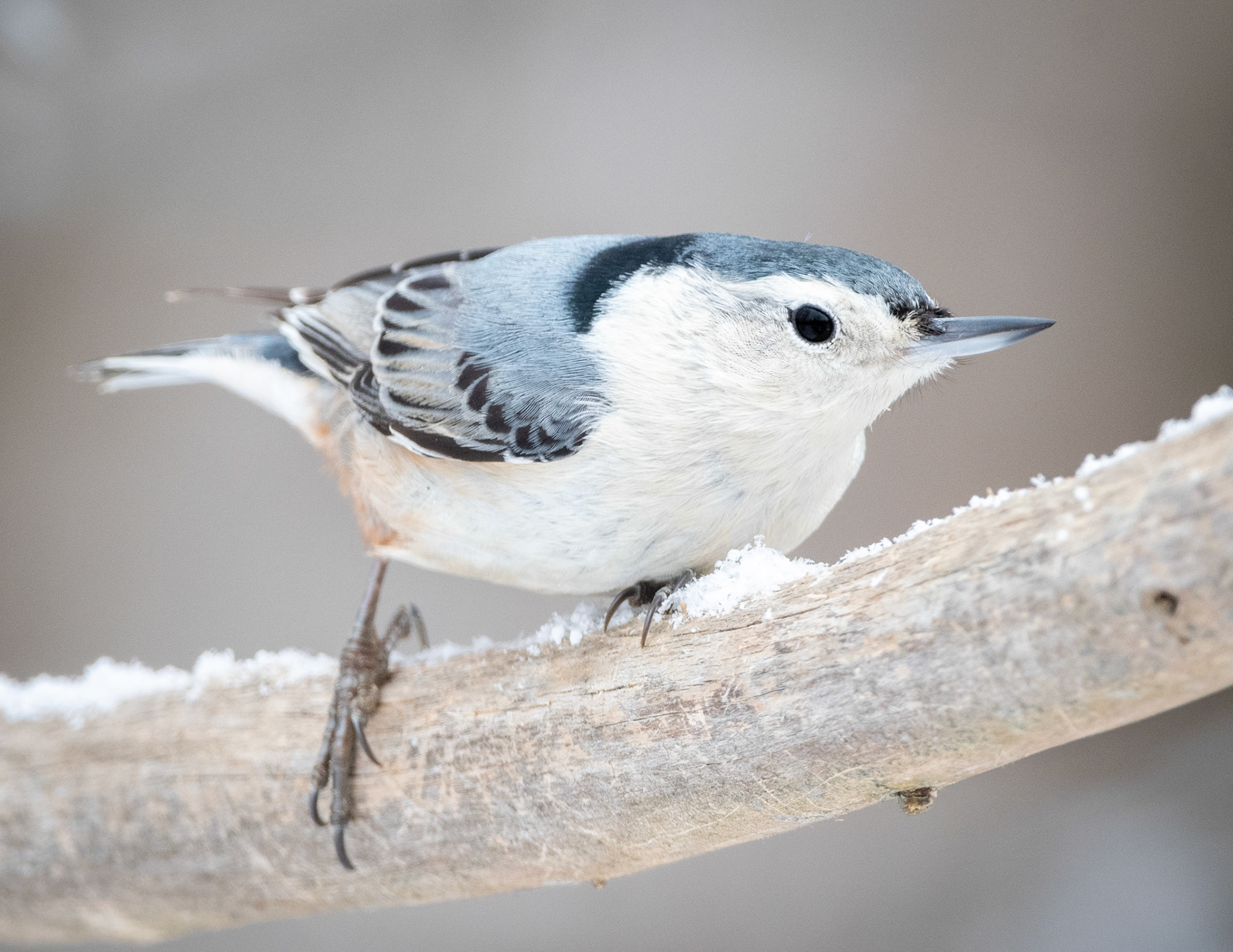 White-Breasted Nuthatch