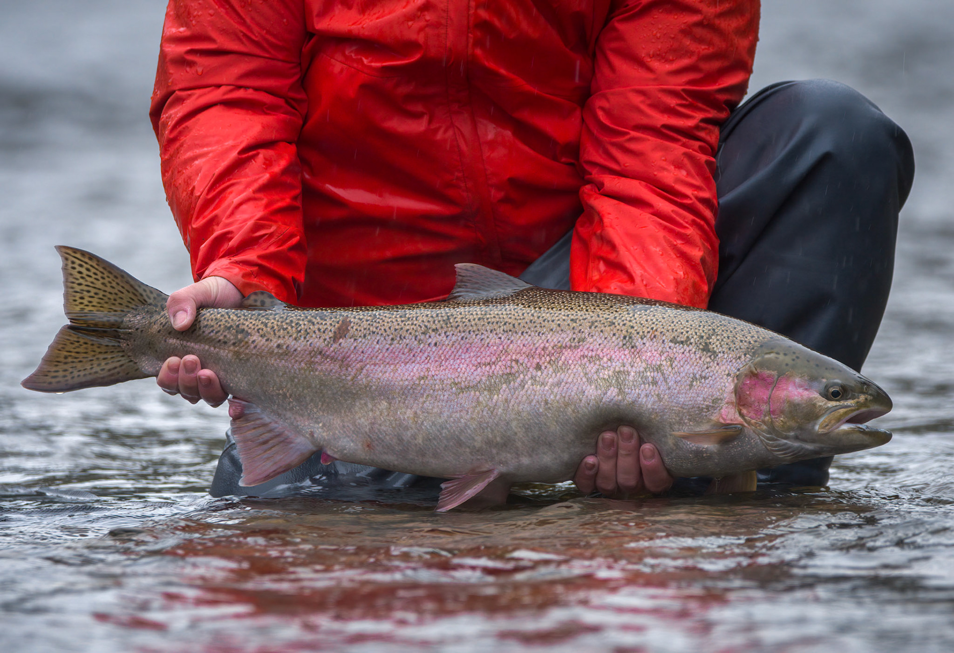 Steelhead