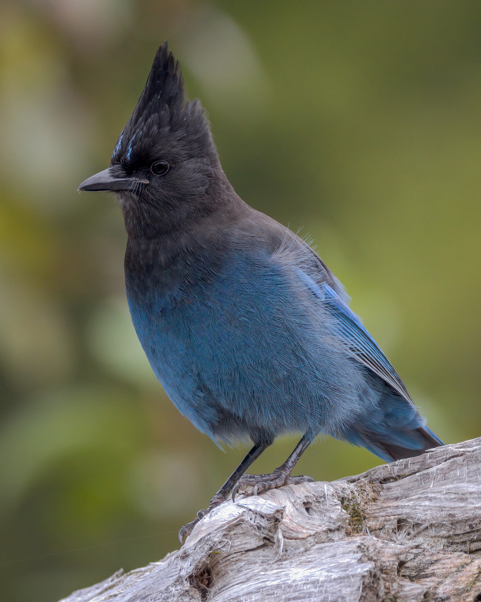 Steller's Jay