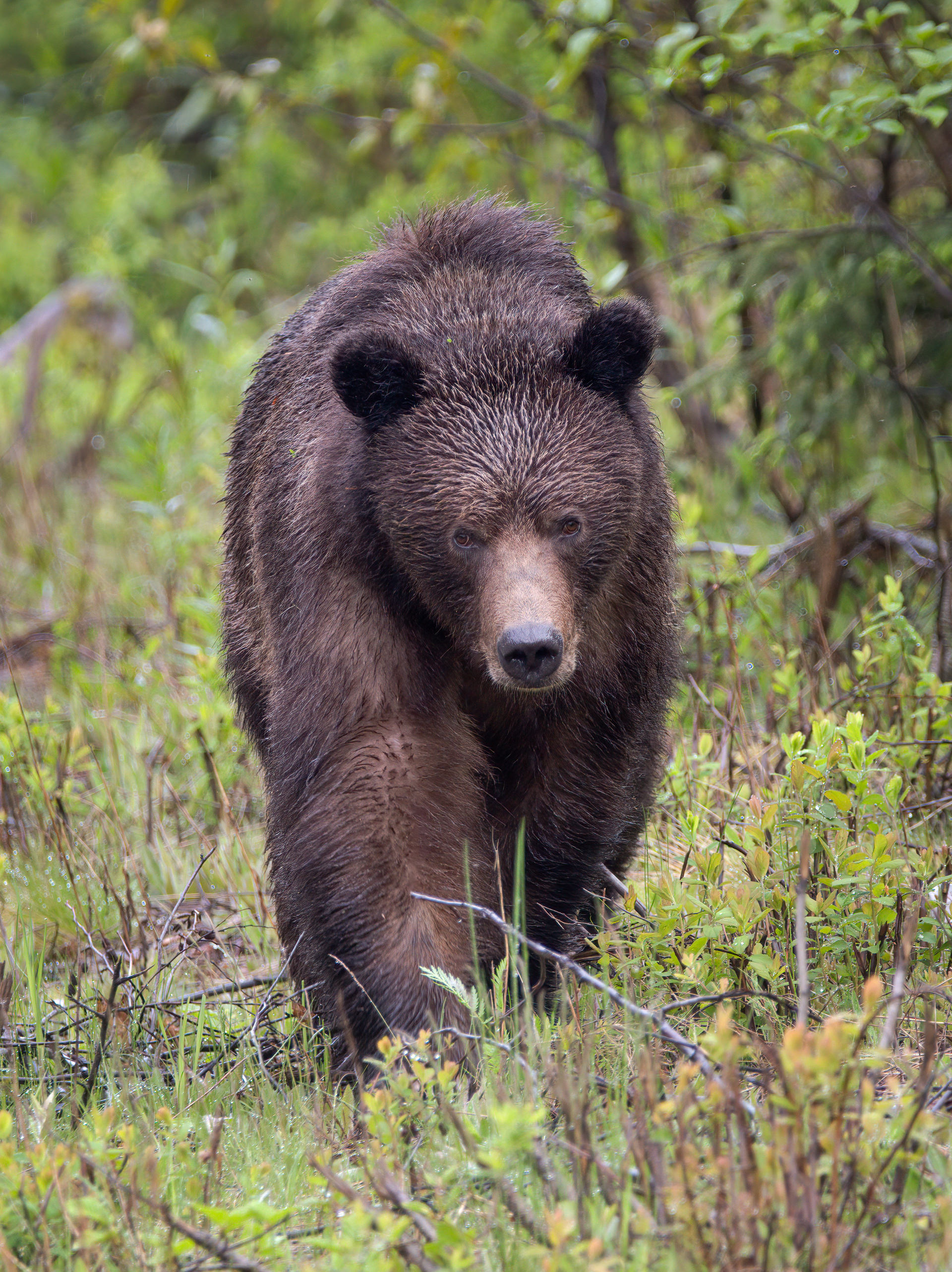 Grizzly Bear