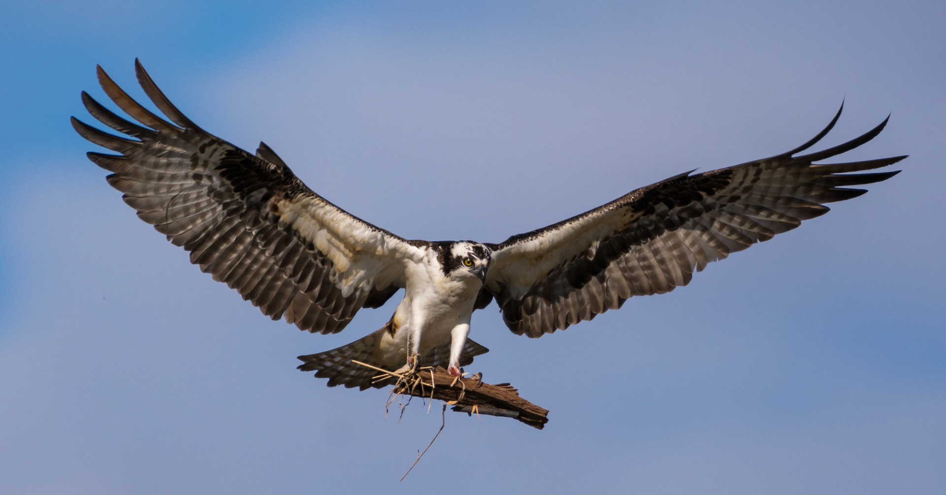Osprey