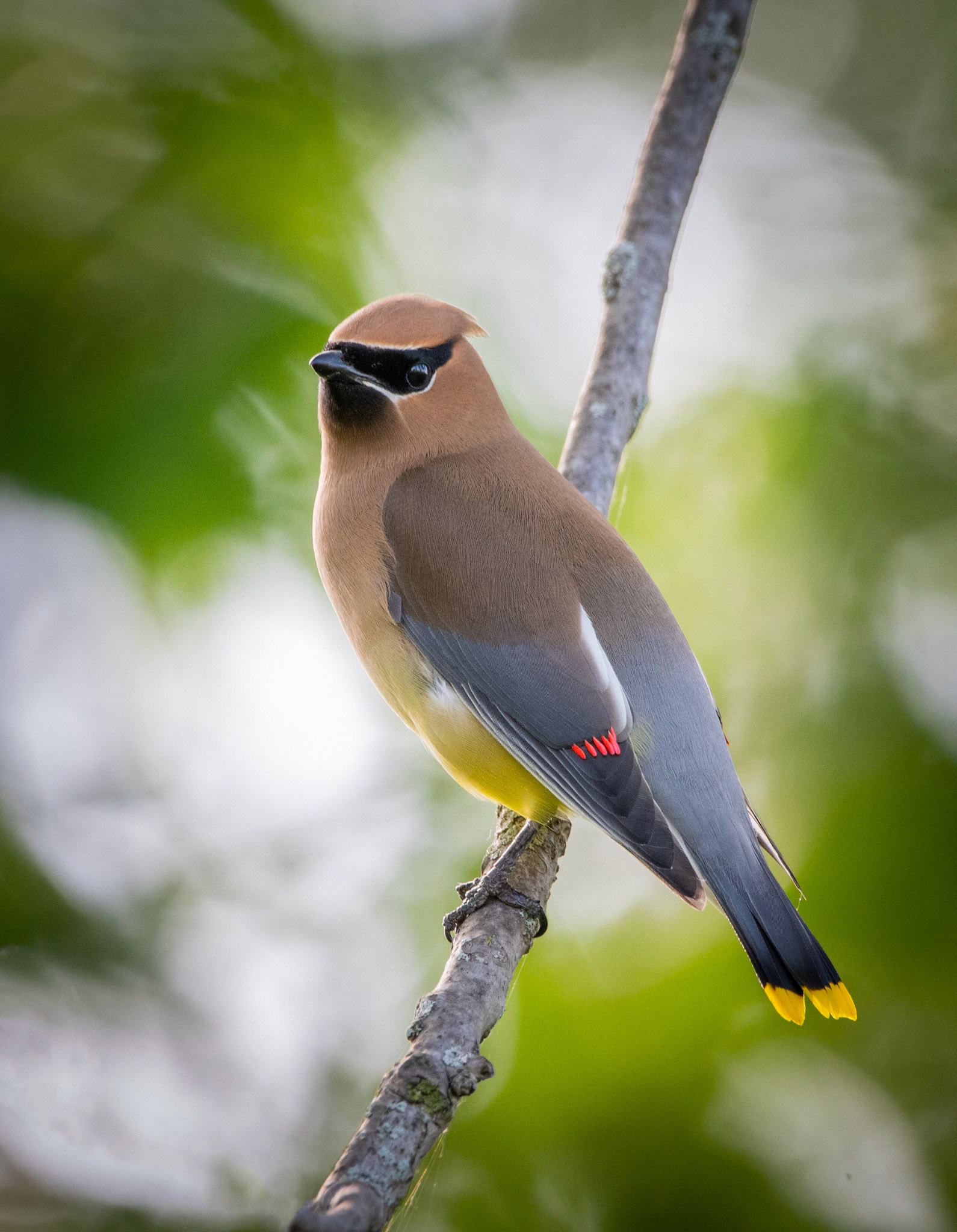 Cedar Waxwing