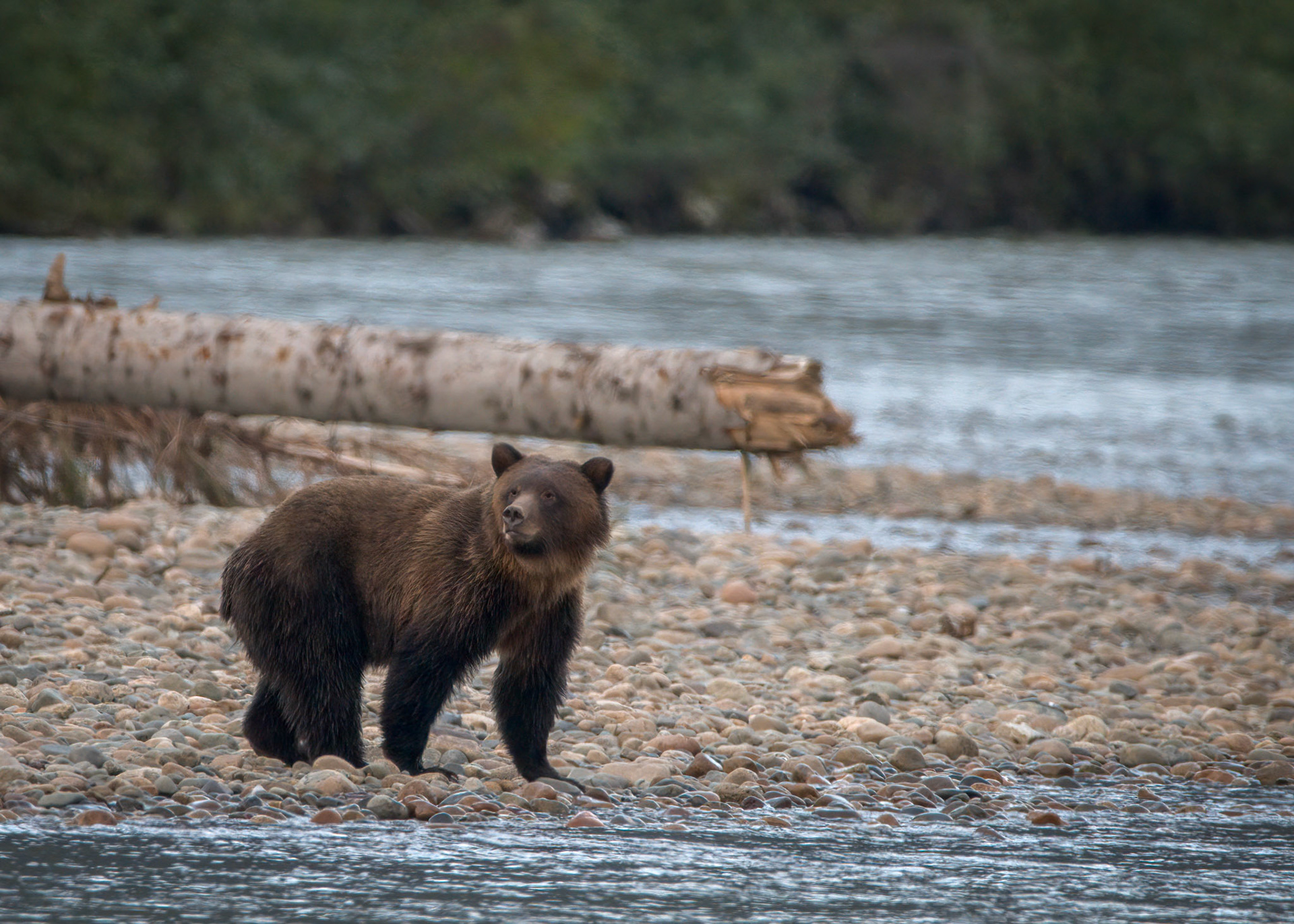 Grizzly Bear
