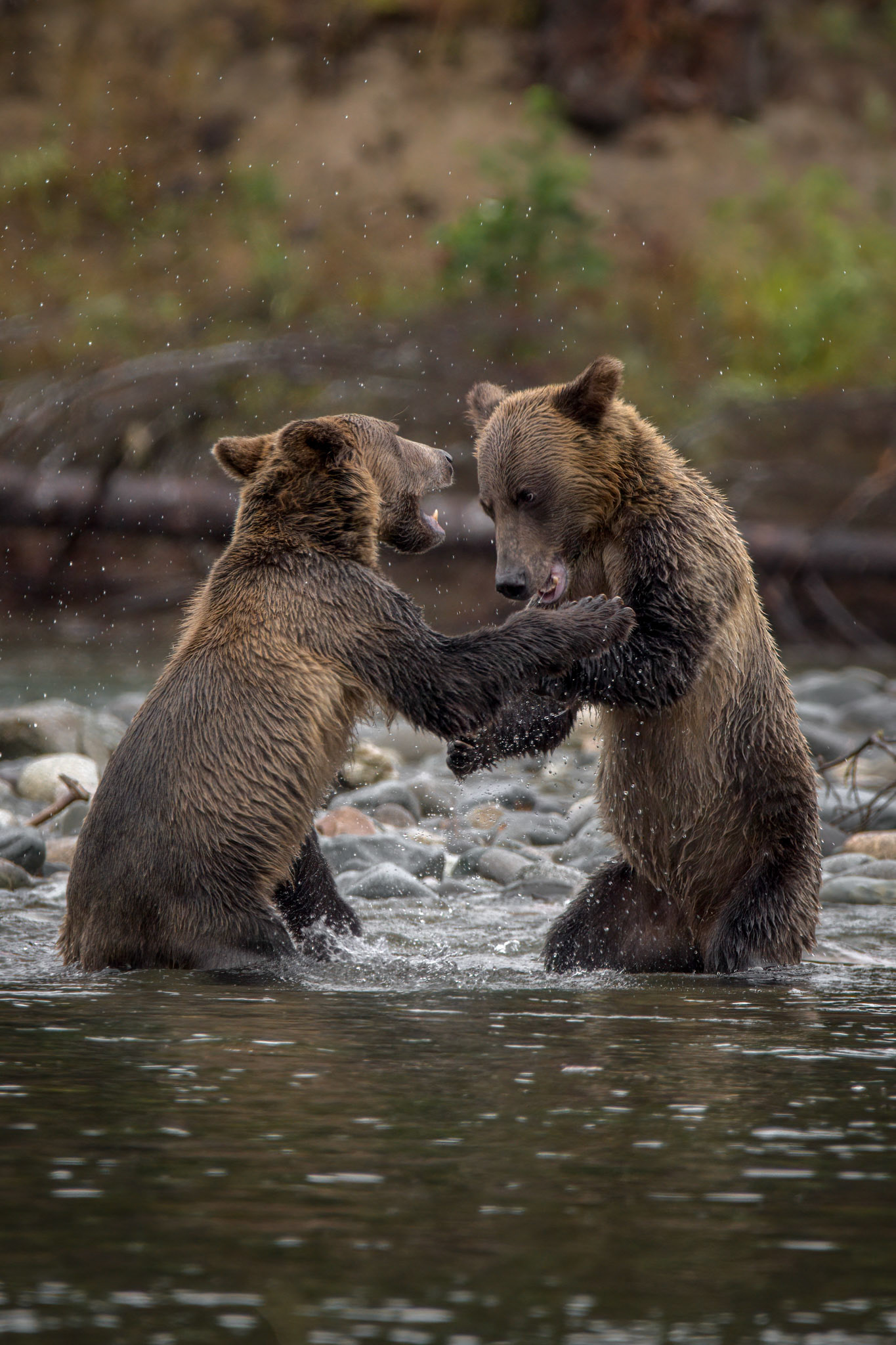 Grizzly Bears
