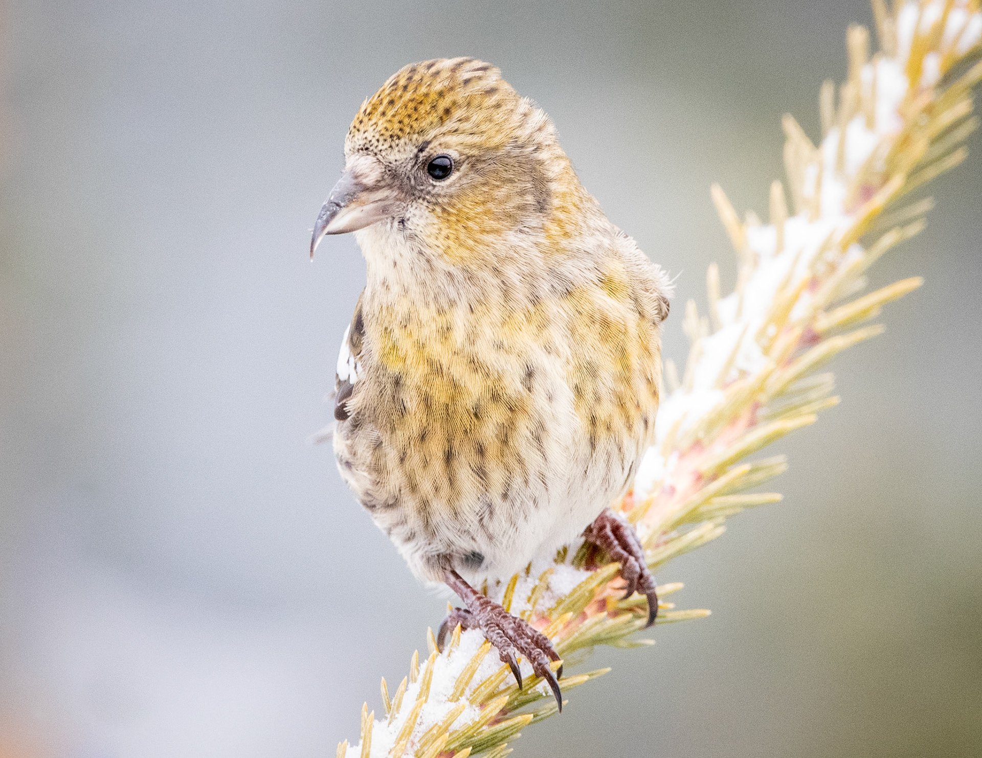 White-Winged Crossbill