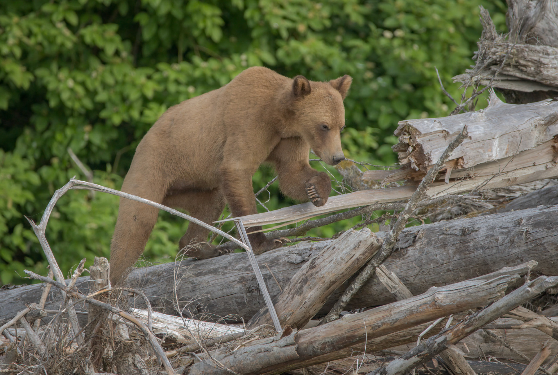 Grizzly Bear