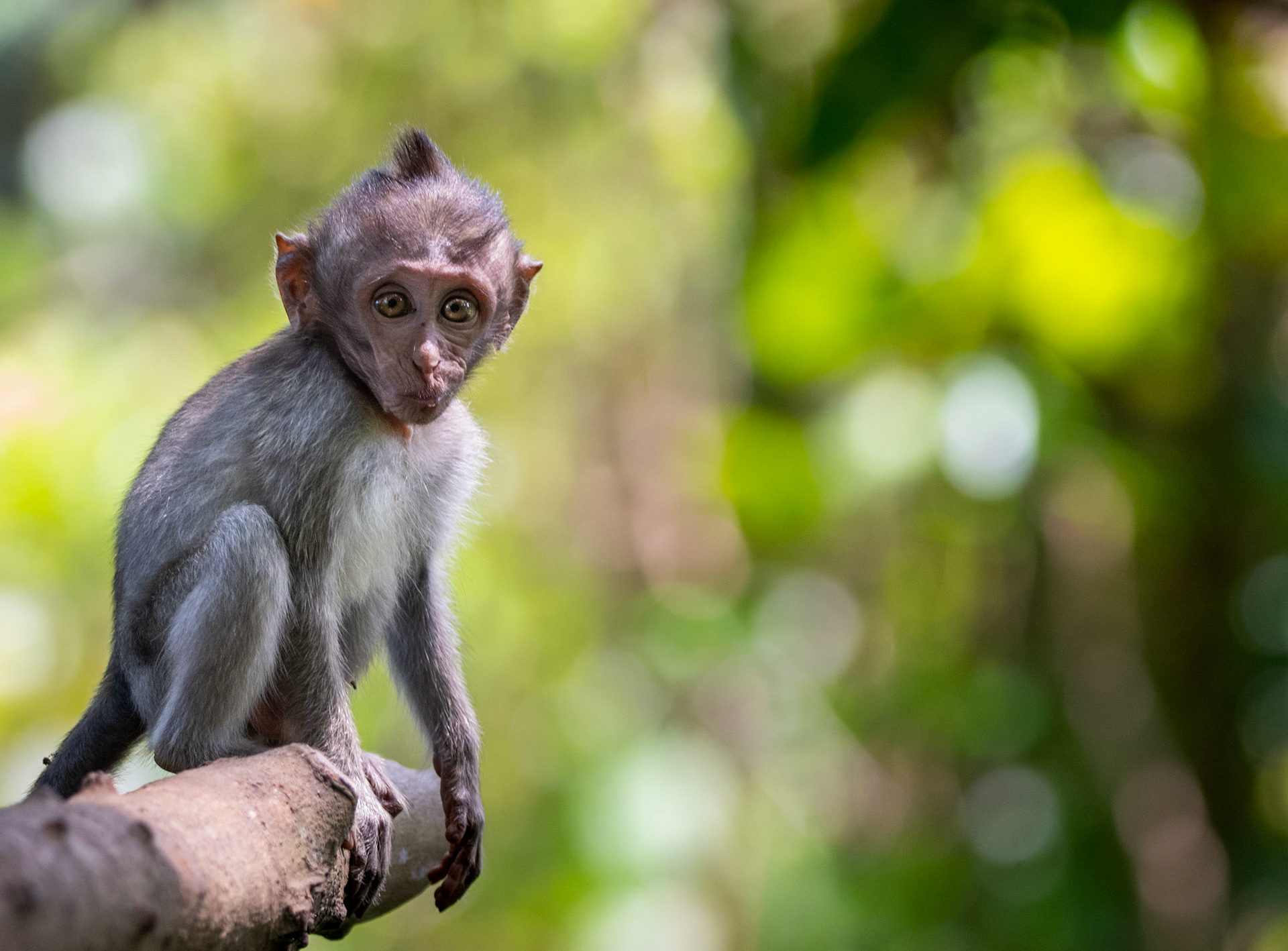 Long Tailed Macaque