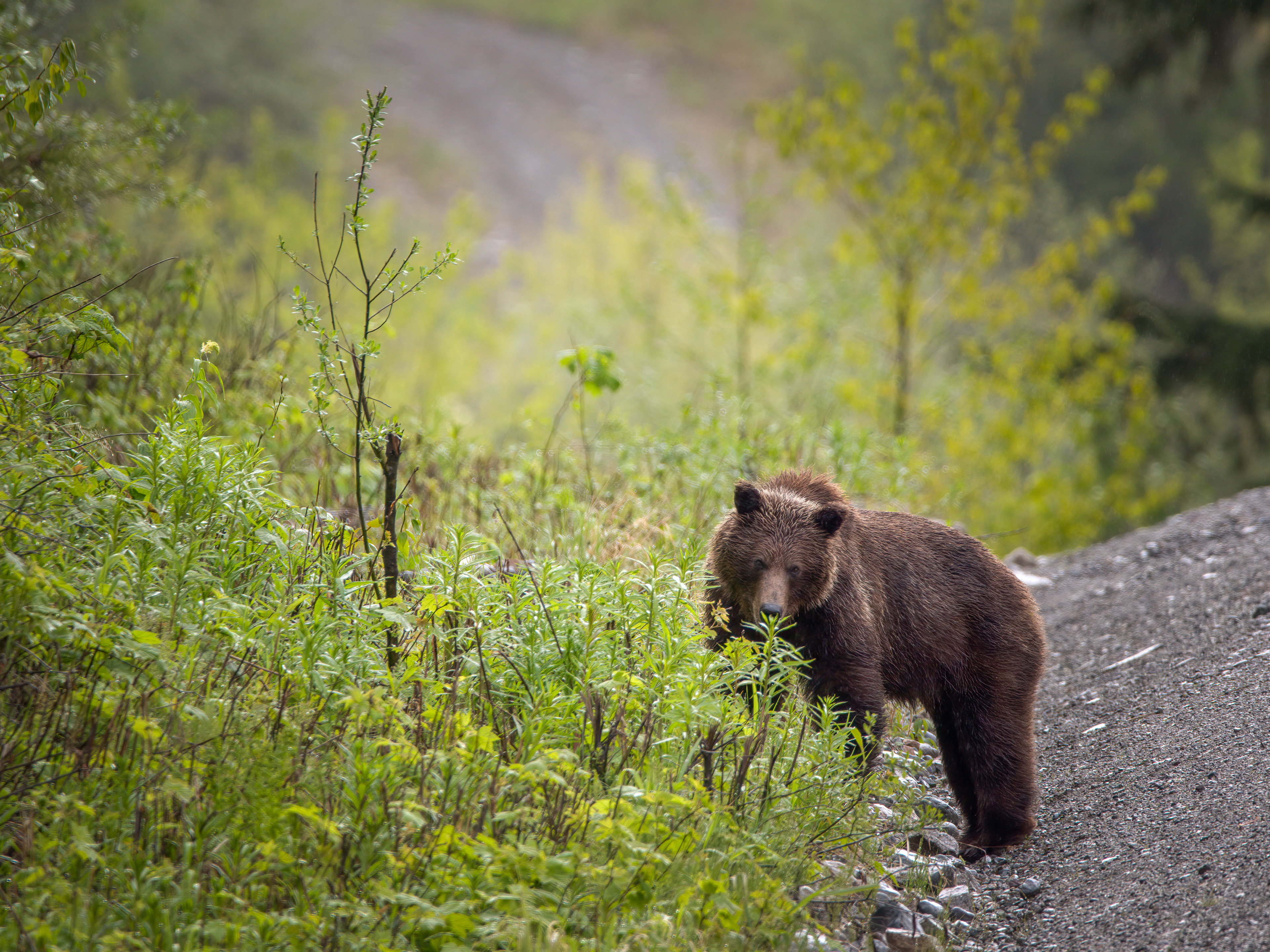 Grizzly Bear