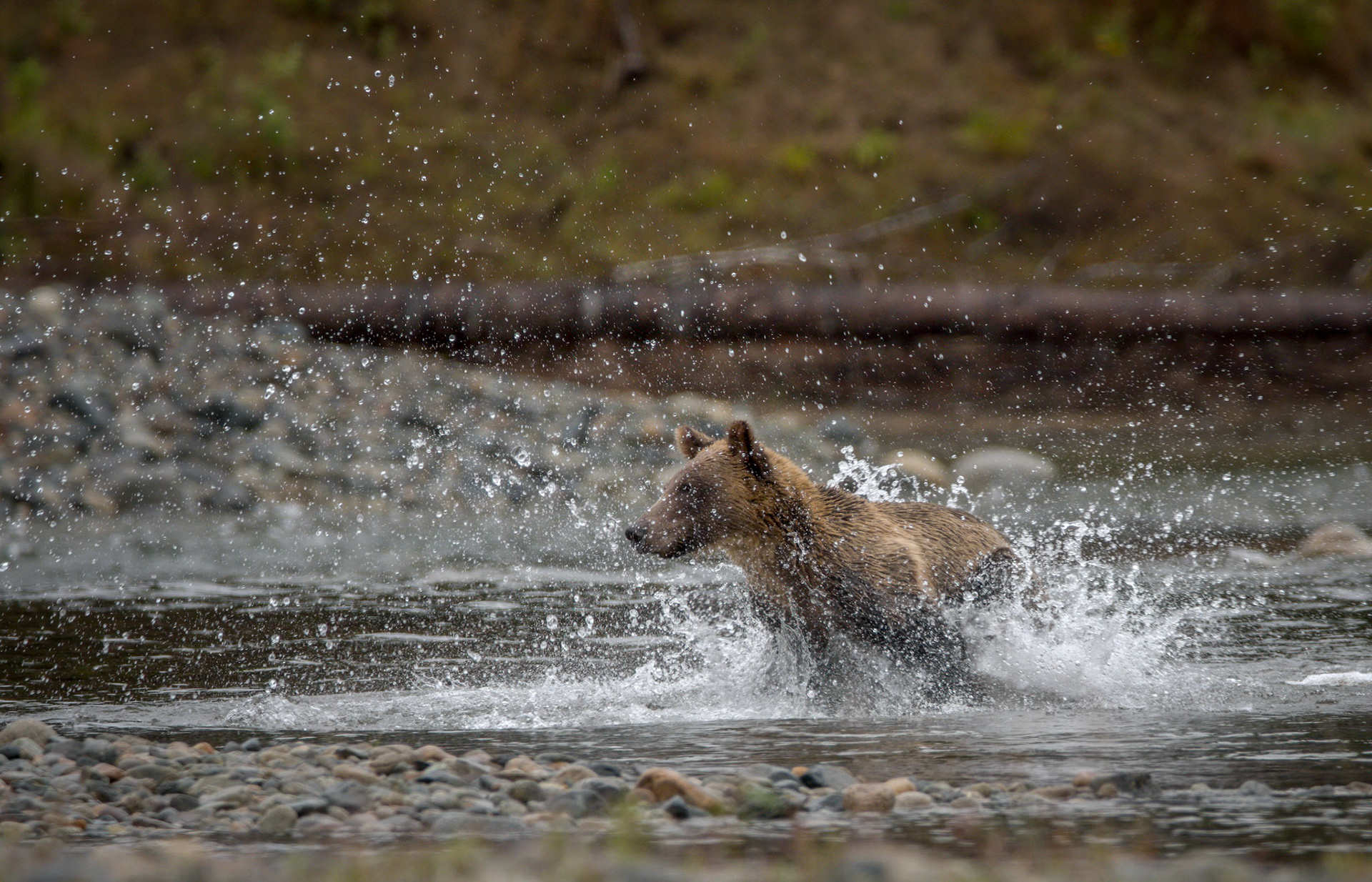 Grizzly Bear