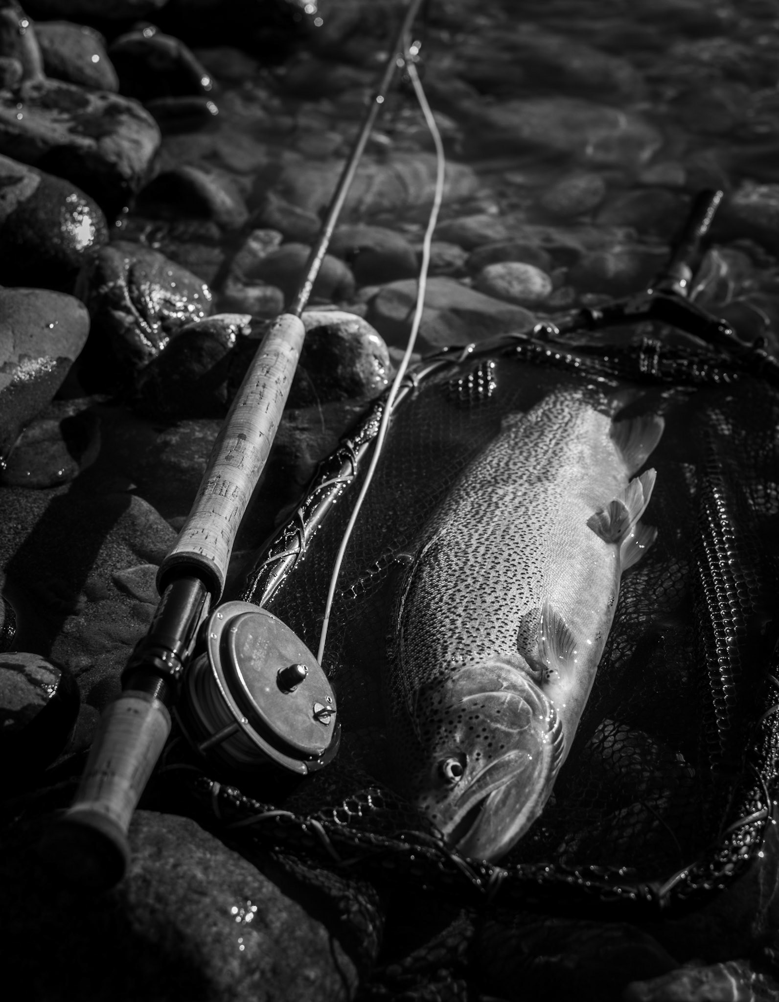 Sea-Run Cutthroat Trout