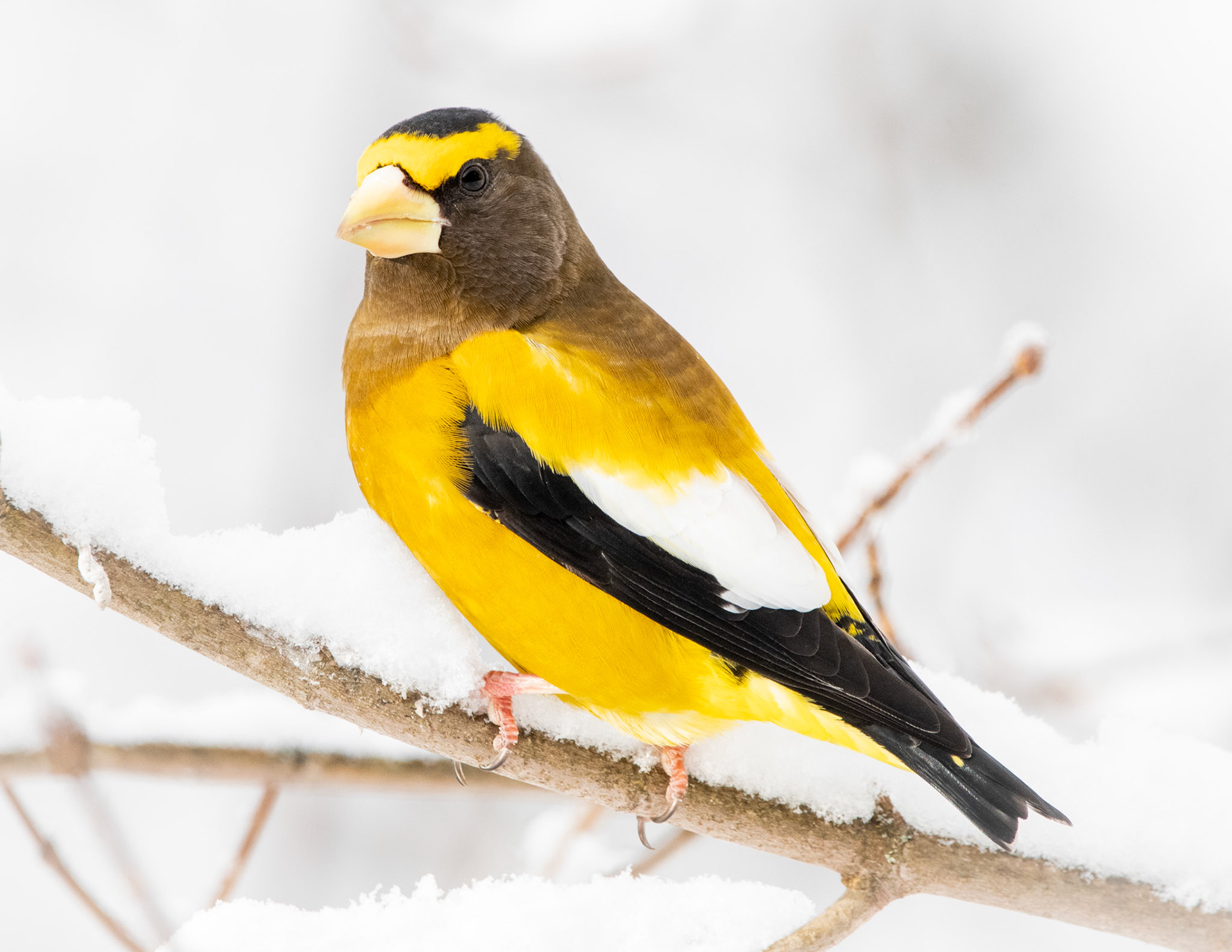 Evening Grosbeak