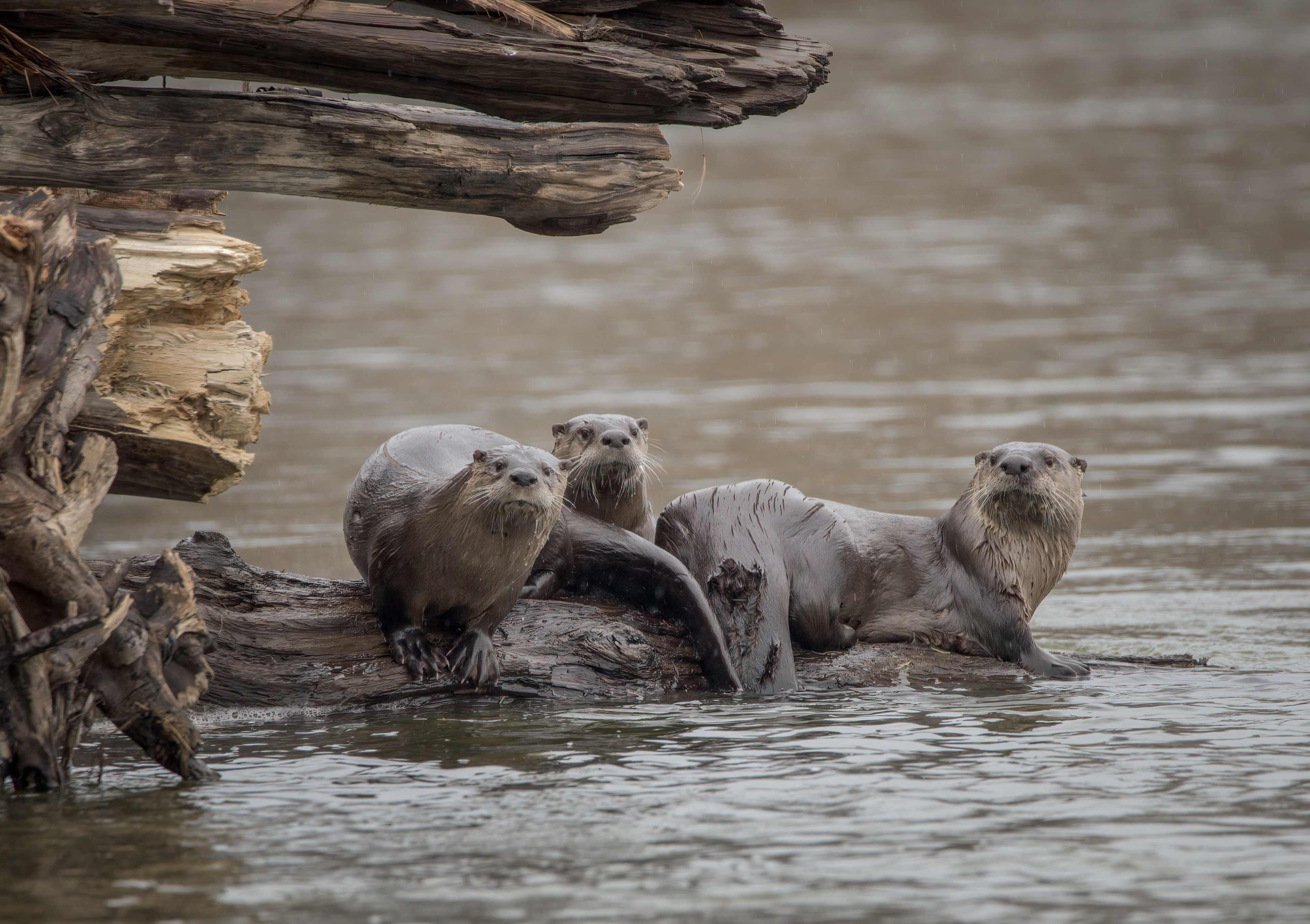 River Otters