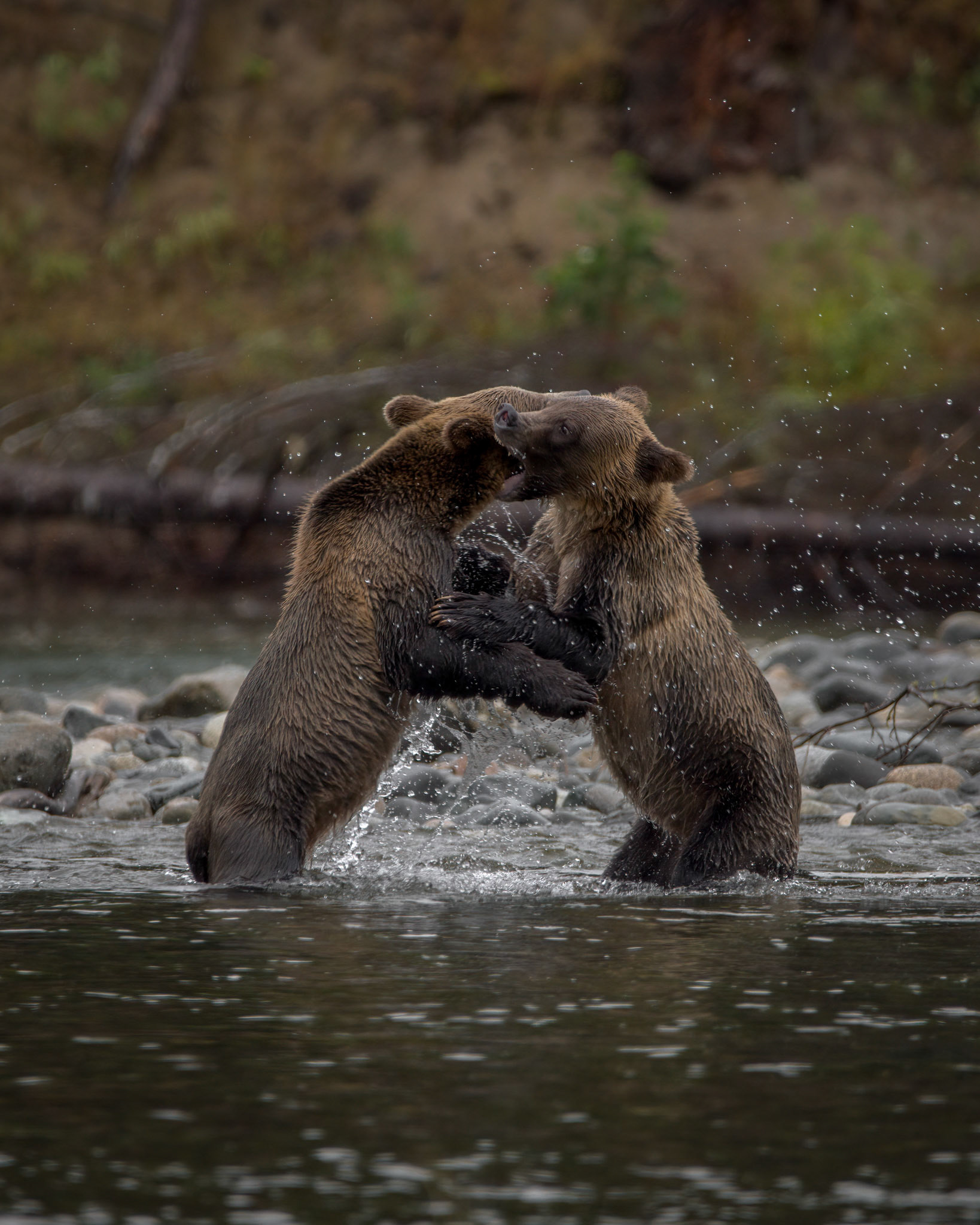 Grizzly Bears