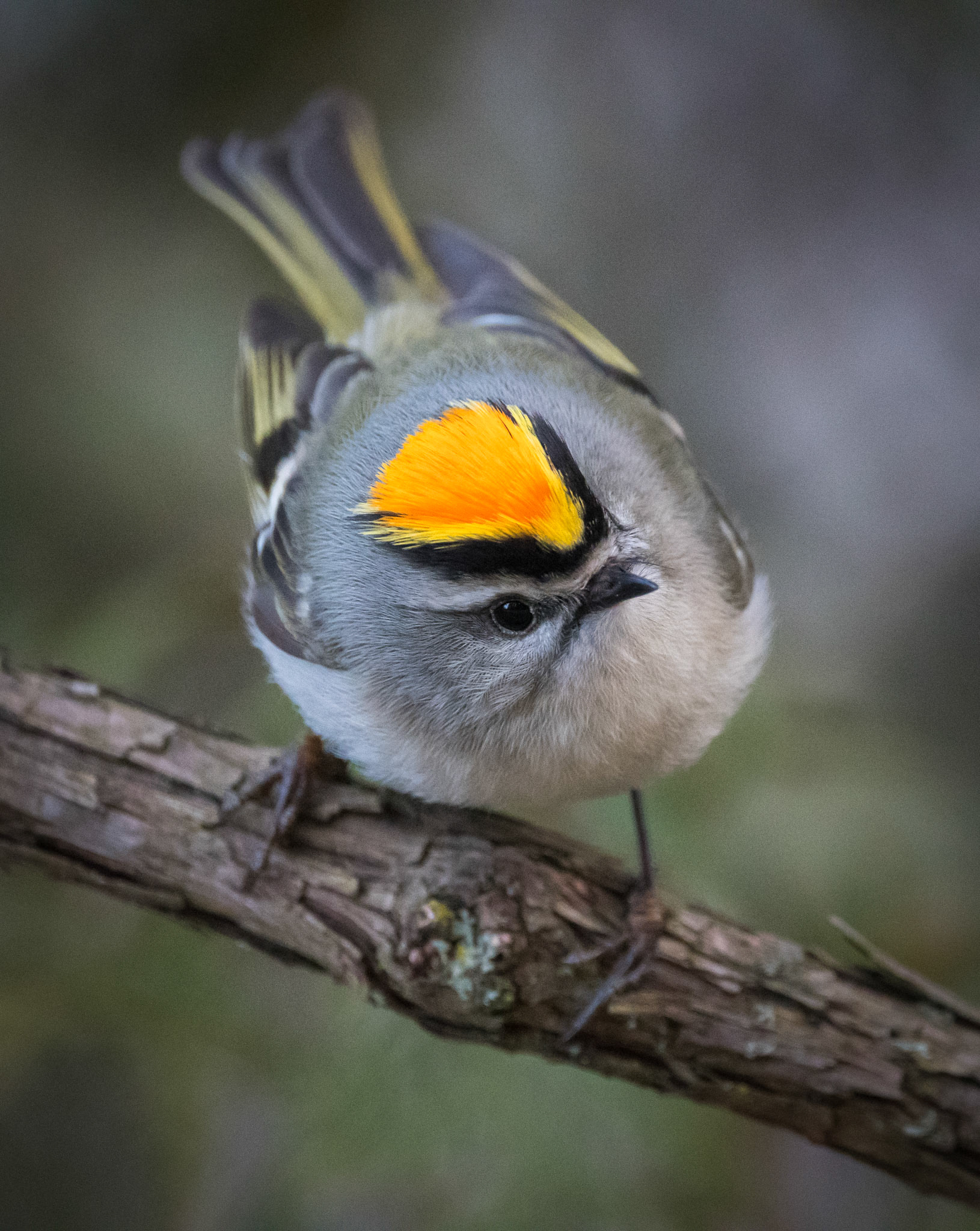 Golden Crowned Kinglet