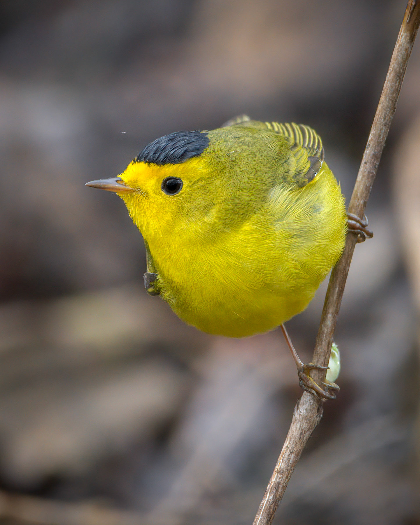 Wilson's Warbler
