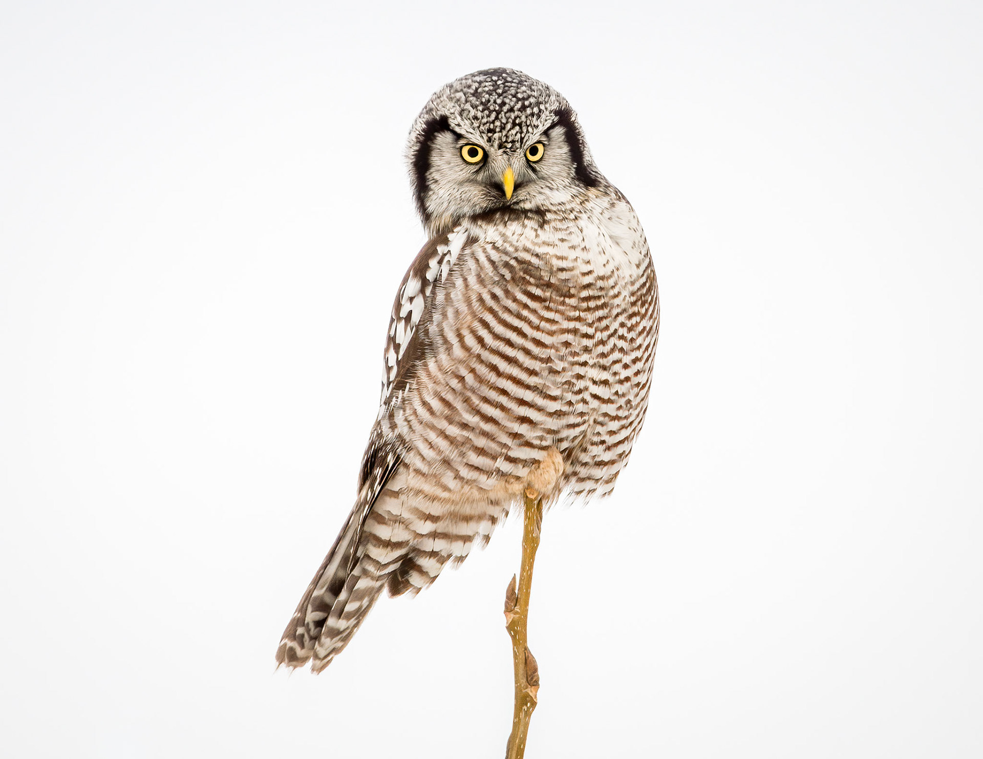 Northern Hawk-Owl