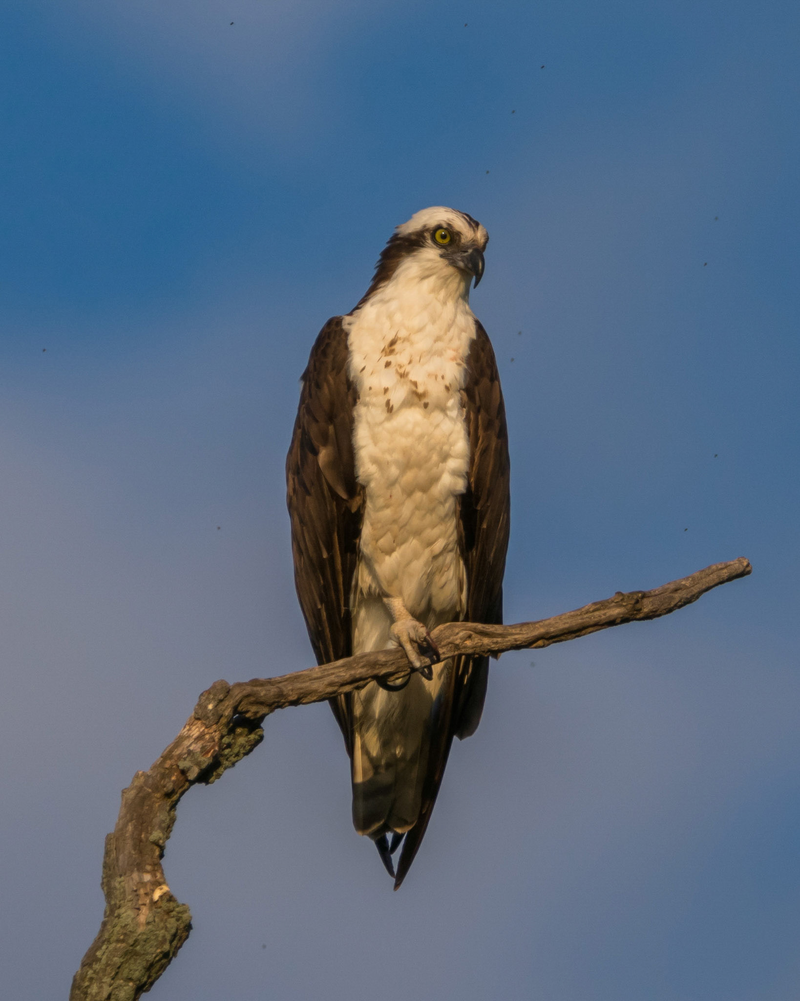 Osprey