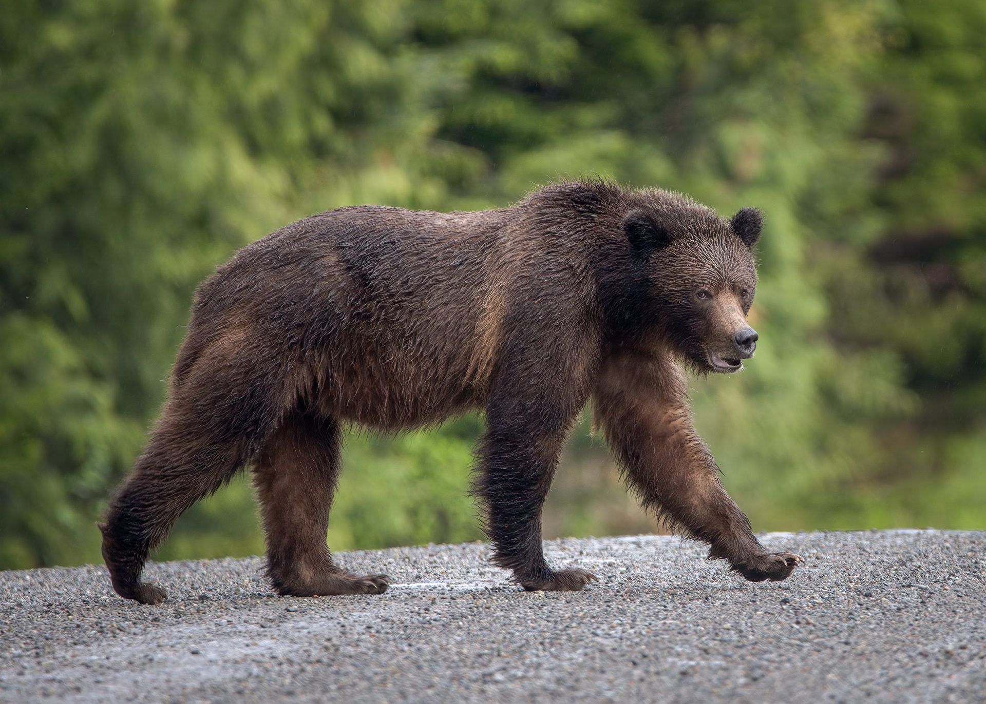 Grizzly Bear