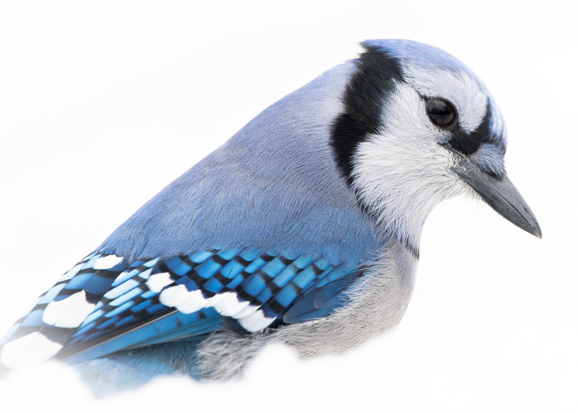 Blue Jay