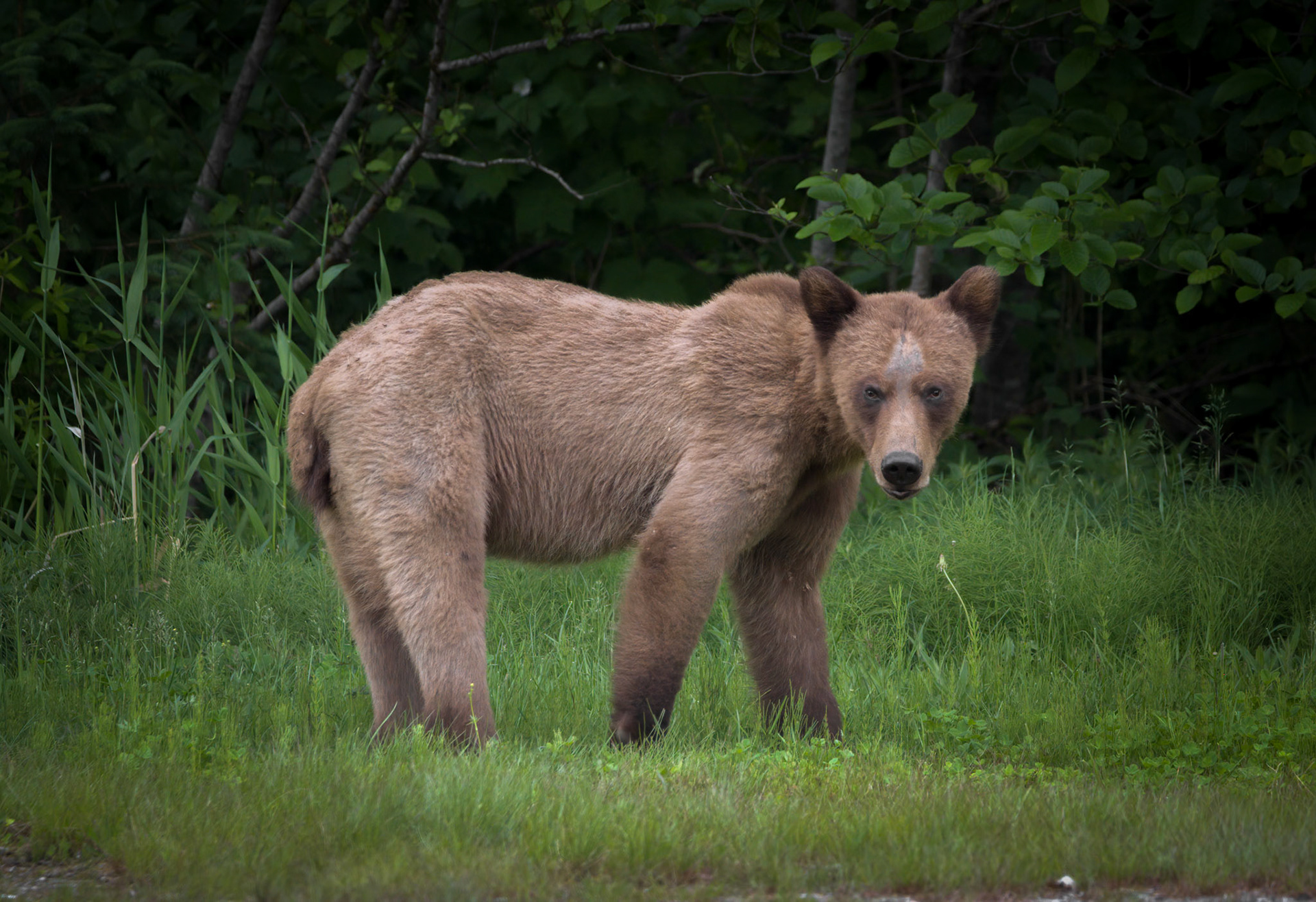 Grizzly Bear